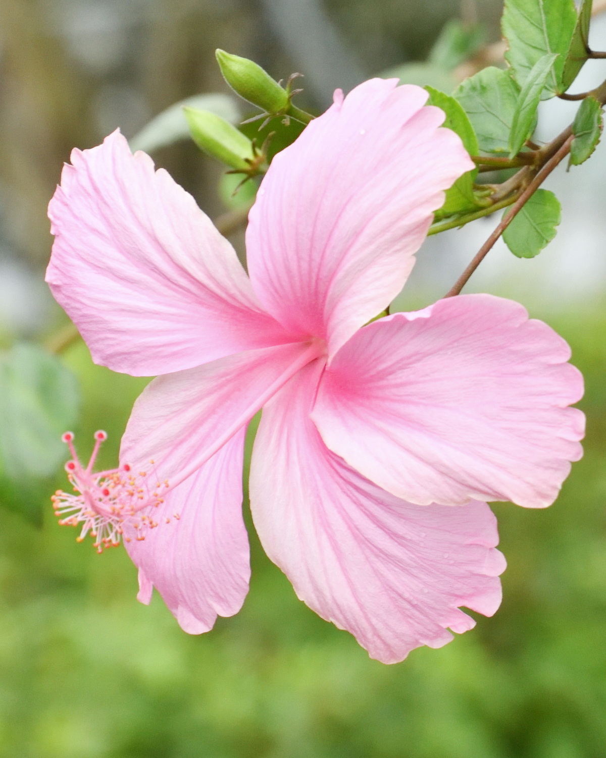 𝘏𝘪𝘣𝘪𝘴𝘤𝘶𝘴 ‘Dainty Pink’ 粉玲瓏朱槿