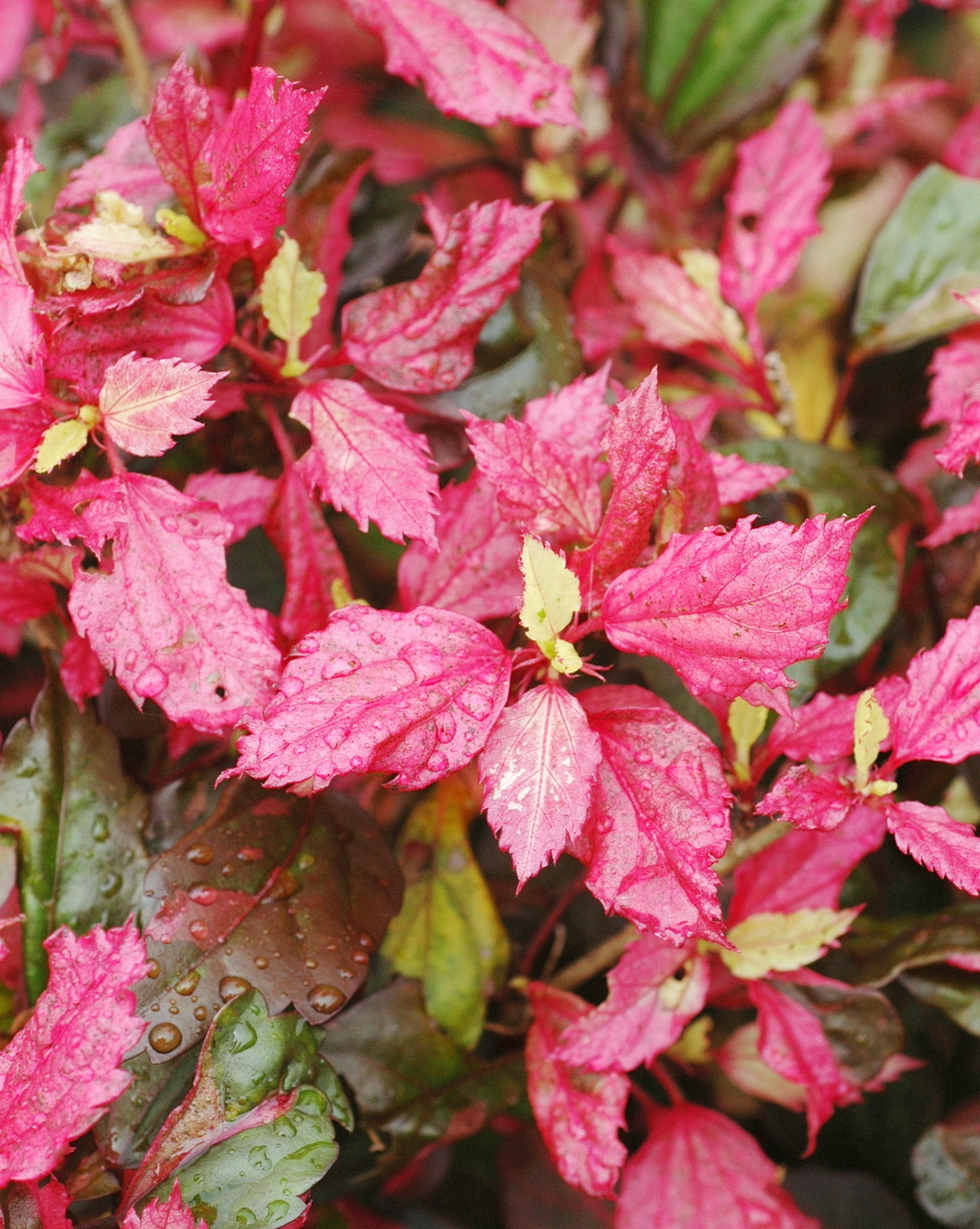 Hibiscus ‘Cooperii’