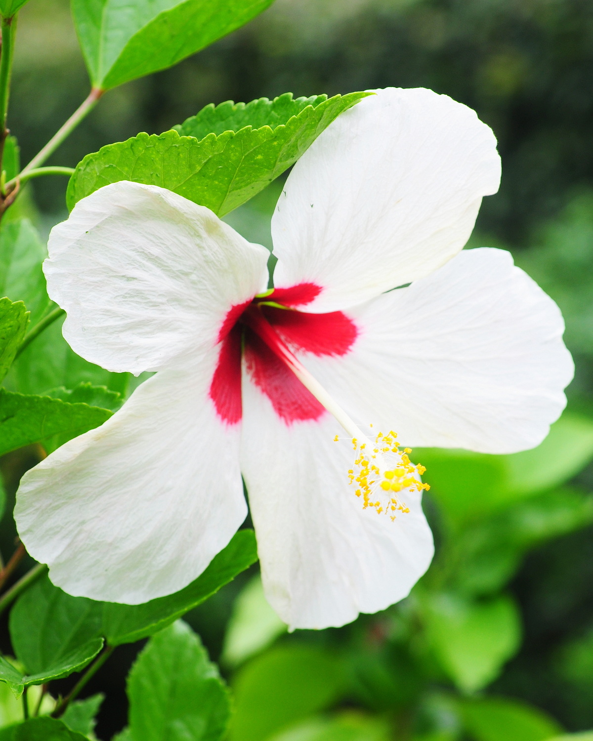 𝘏𝘪𝘣𝘪𝘴𝘤𝘶𝘴 ‘White Versicolor’ 白幻彩朱槿