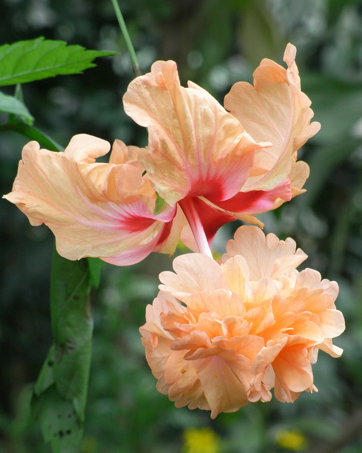 𝘏𝘪𝘣𝘪𝘴𝘤𝘶𝘴 ‘El Capitolio Sport’