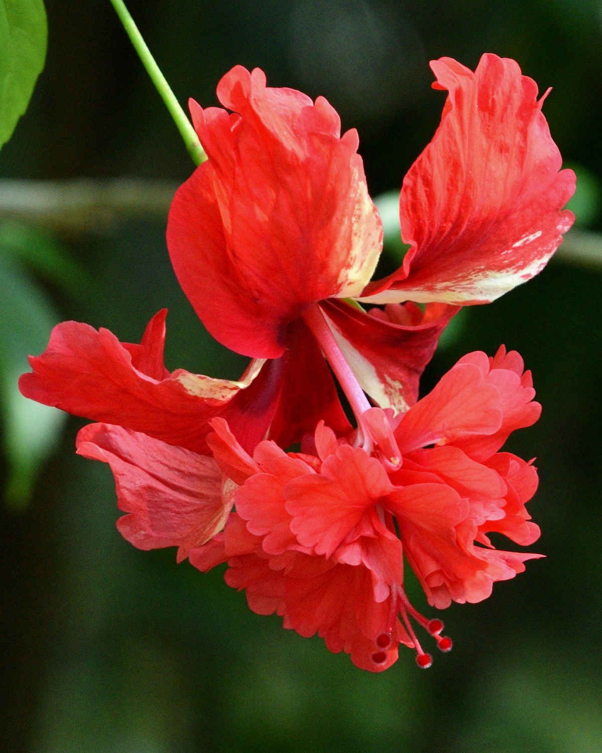 𝘏𝘪𝘣𝘪𝘴𝘤𝘶𝘴 ‘El Capitolio’