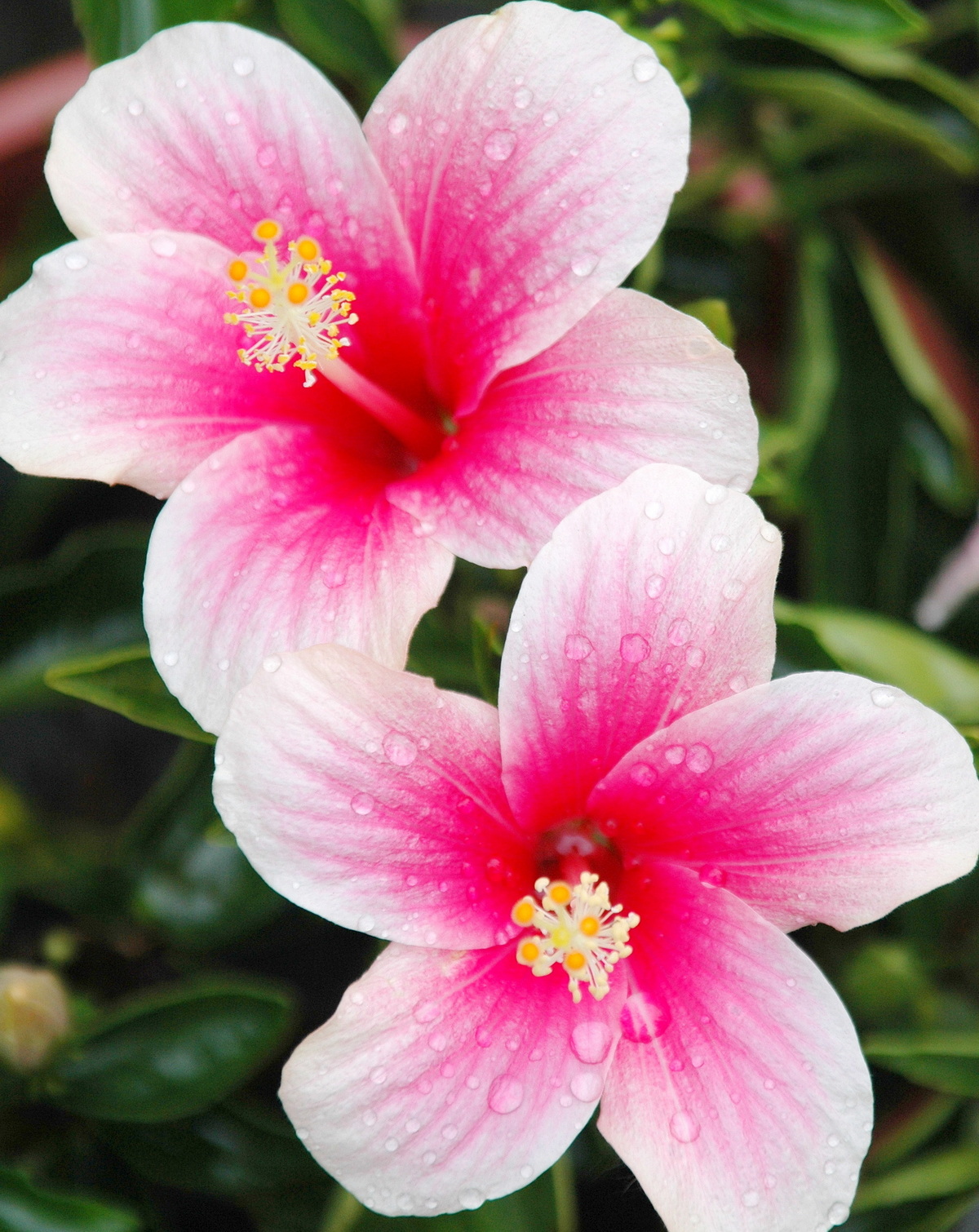 Hibiscus 'Fijian White'