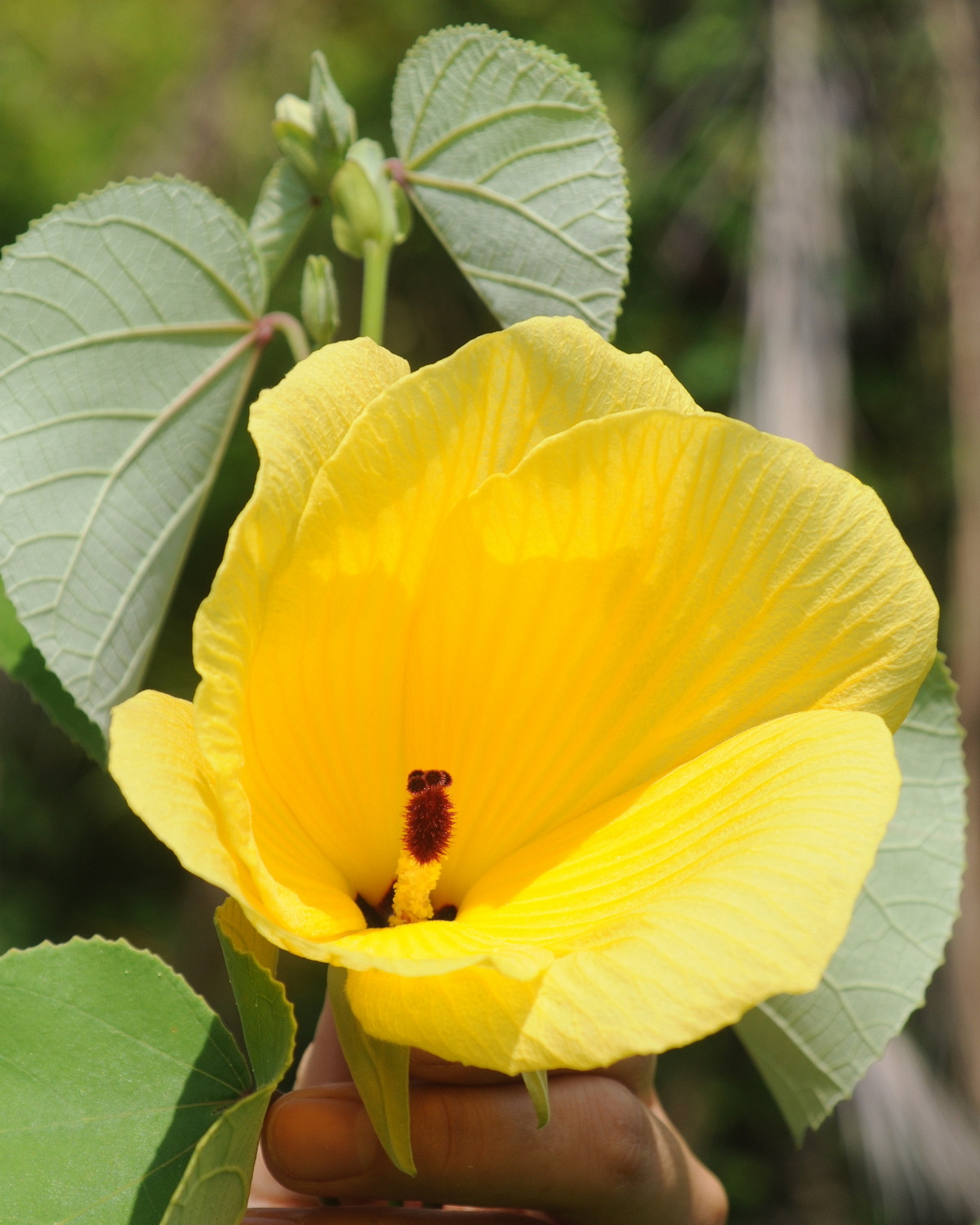 Hibiscus hamabo
