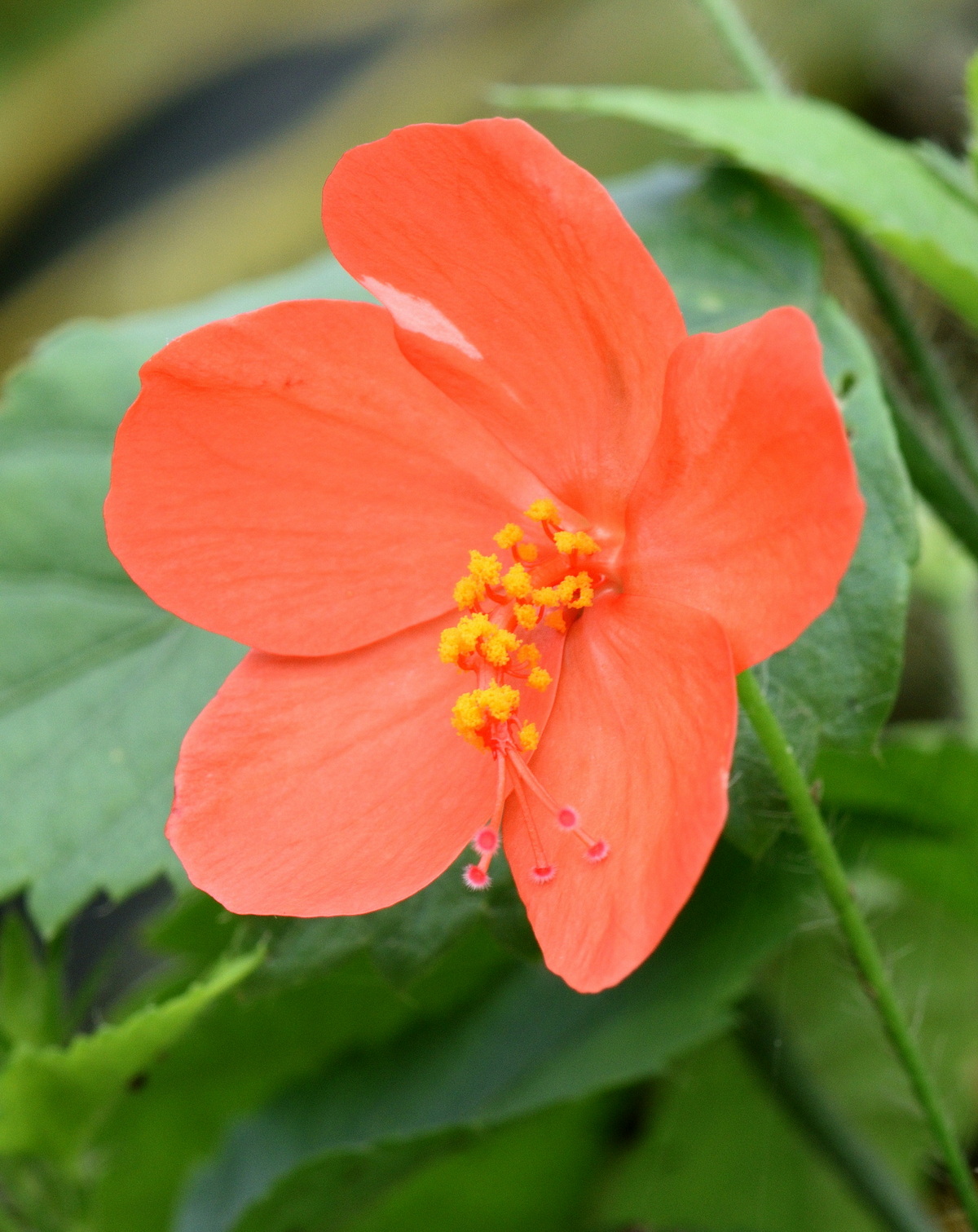 𝘏𝘪𝘣𝘪𝘴𝘤𝘶𝘴 𝘩𝘪𝘳𝘵𝘶𝘴 小花朱槿