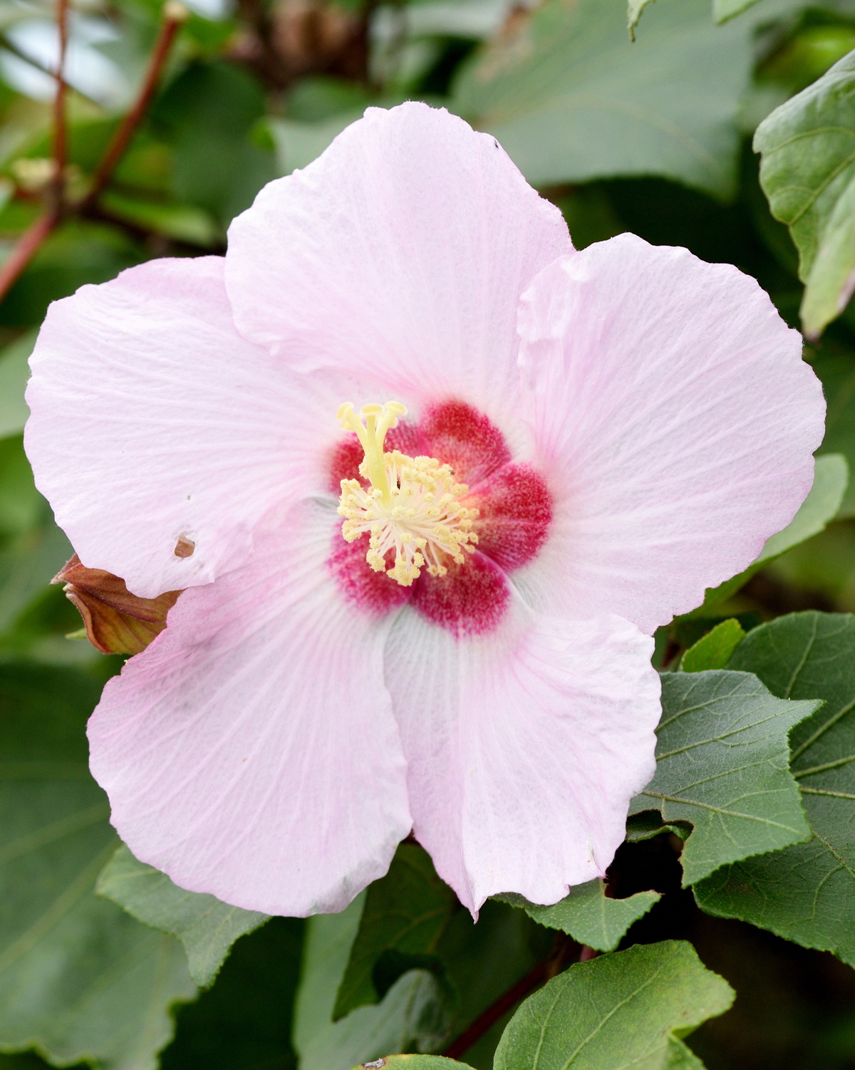 𝘏𝘪𝘣𝘪𝘴𝘤𝘶𝘴 𝘮𝘢𝘬𝘪𝘯𝘰𝘪 牧野氏山芙蓉