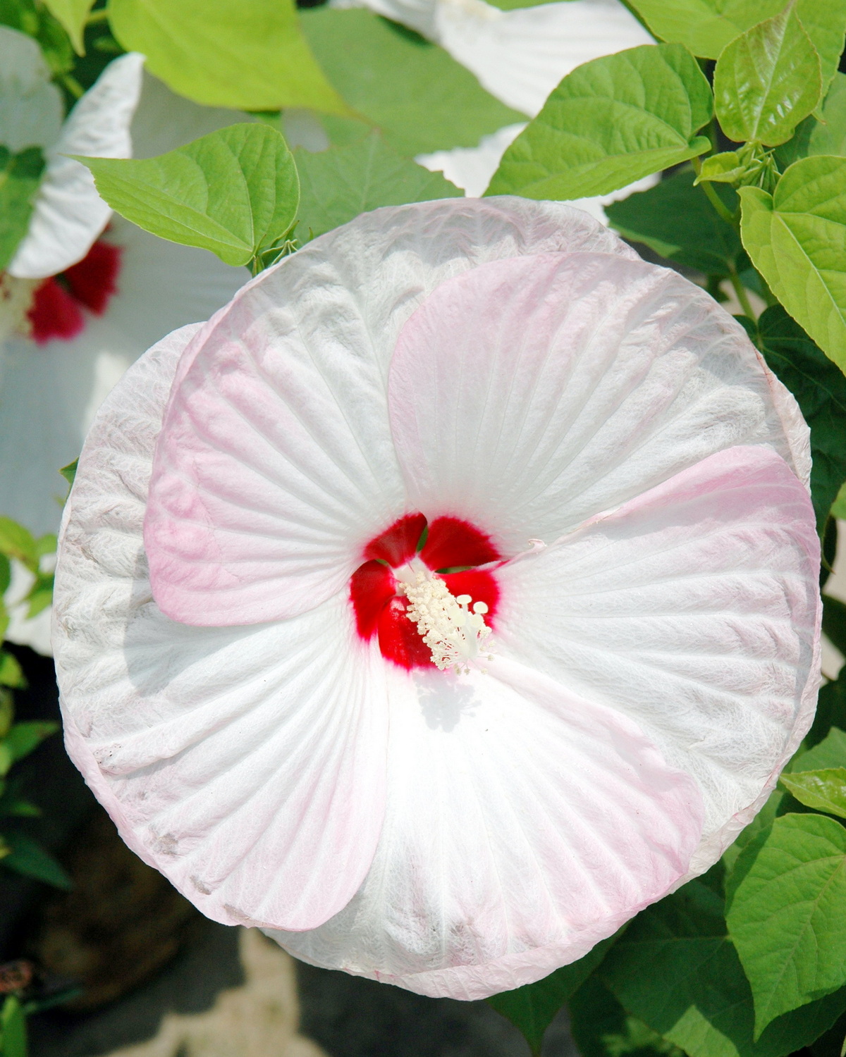 Hibiscus moscheutos