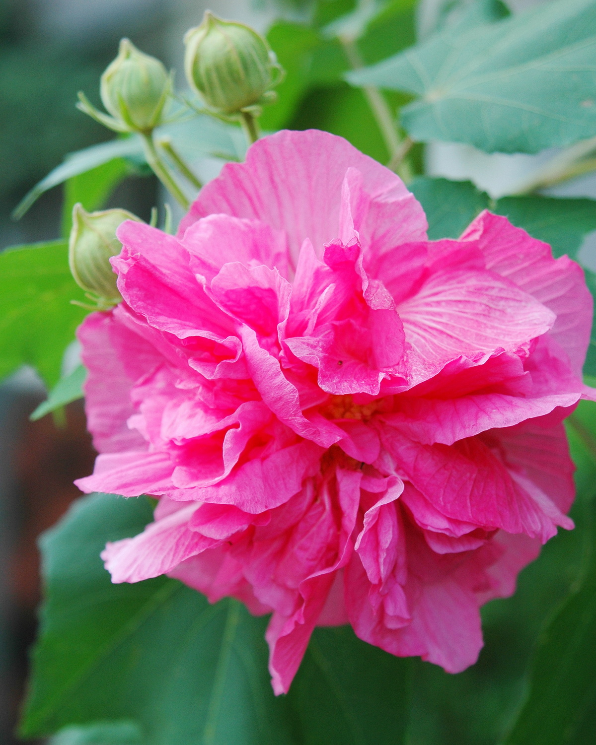 𝘏𝘪𝘣𝘪𝘴𝘤𝘶𝘴 𝘮𝘶𝘵𝘢𝘣𝘪𝘭𝘪𝘴 f. 𝘗𝘭𝘦𝘯𝘶𝘴 重瓣木芙蓉