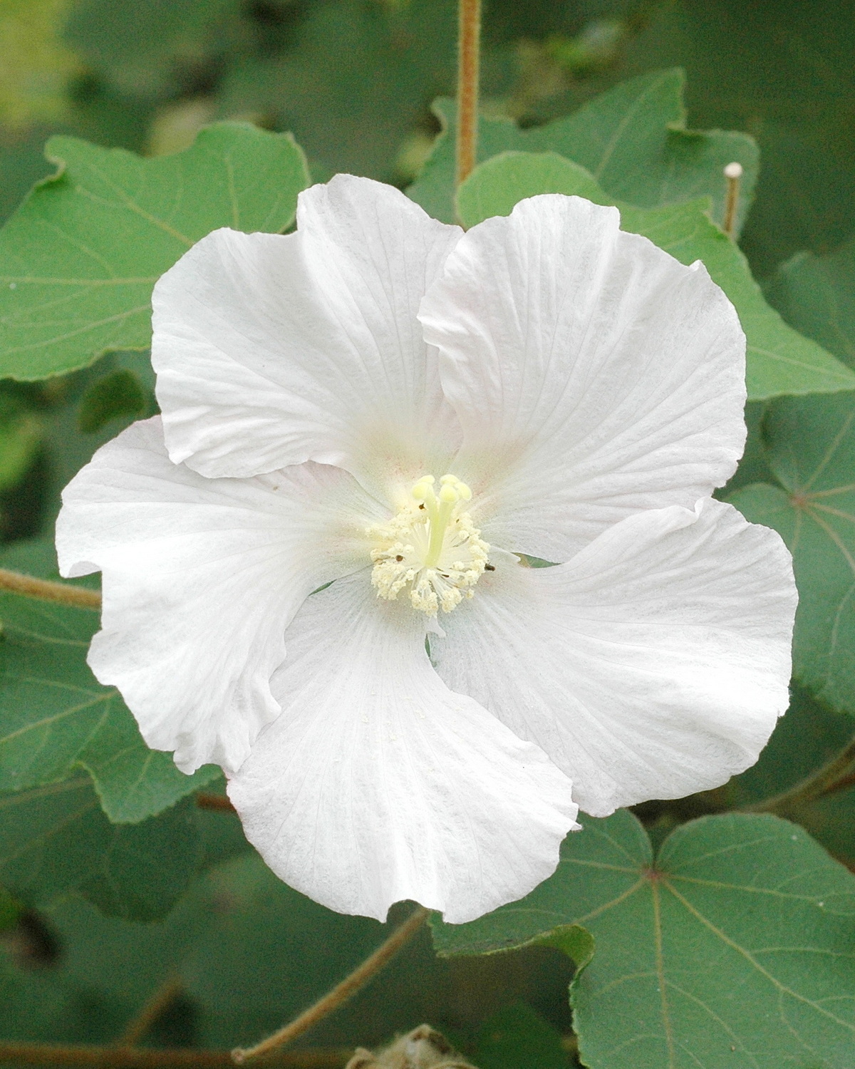 𝘏𝘪𝘣𝘪𝘴𝘤𝘶𝘴 𝘮𝘶𝘵𝘢𝘣𝘪𝘭𝘪𝘴 木芙蓉