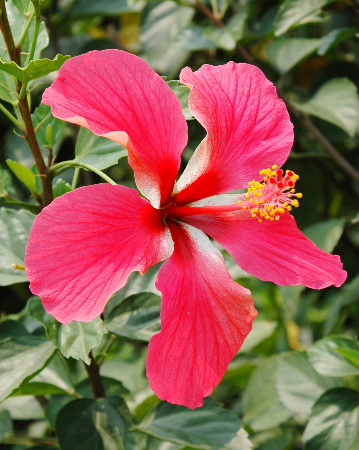 𝘏𝘪𝘣𝘪𝘴𝘤𝘶𝘴 ‘Pink Versicolor’ 粉幻彩朱槿