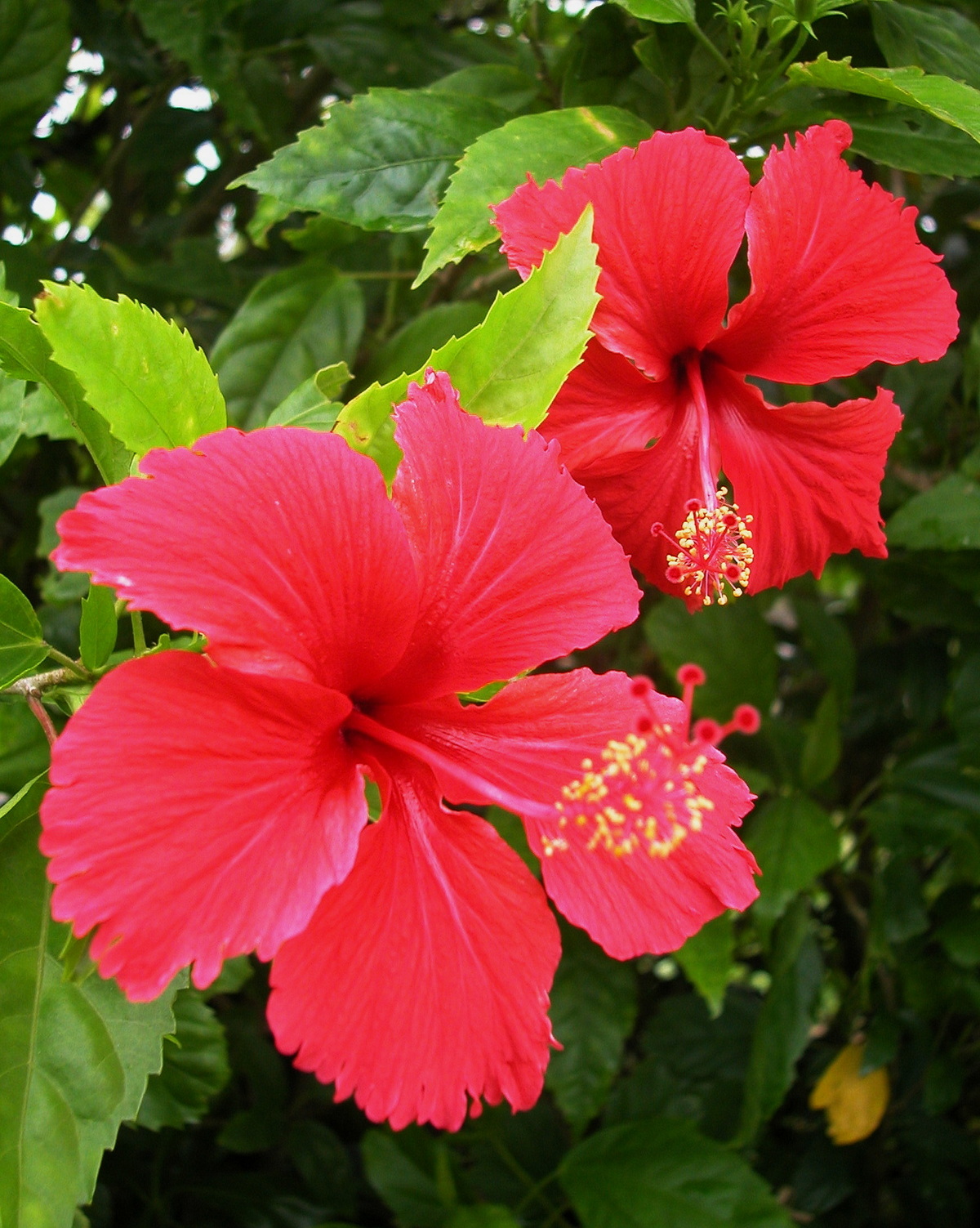 𝘏𝘪𝘣𝘪𝘴𝘤𝘶𝘴 ‘Psyche’