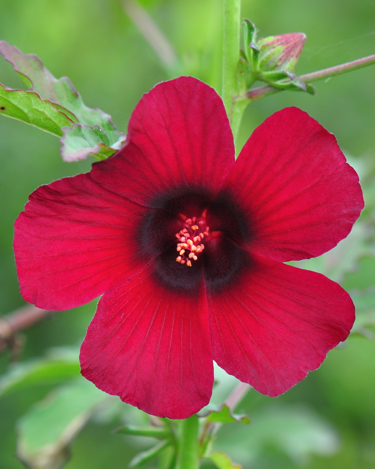 Hibiscus radiatus