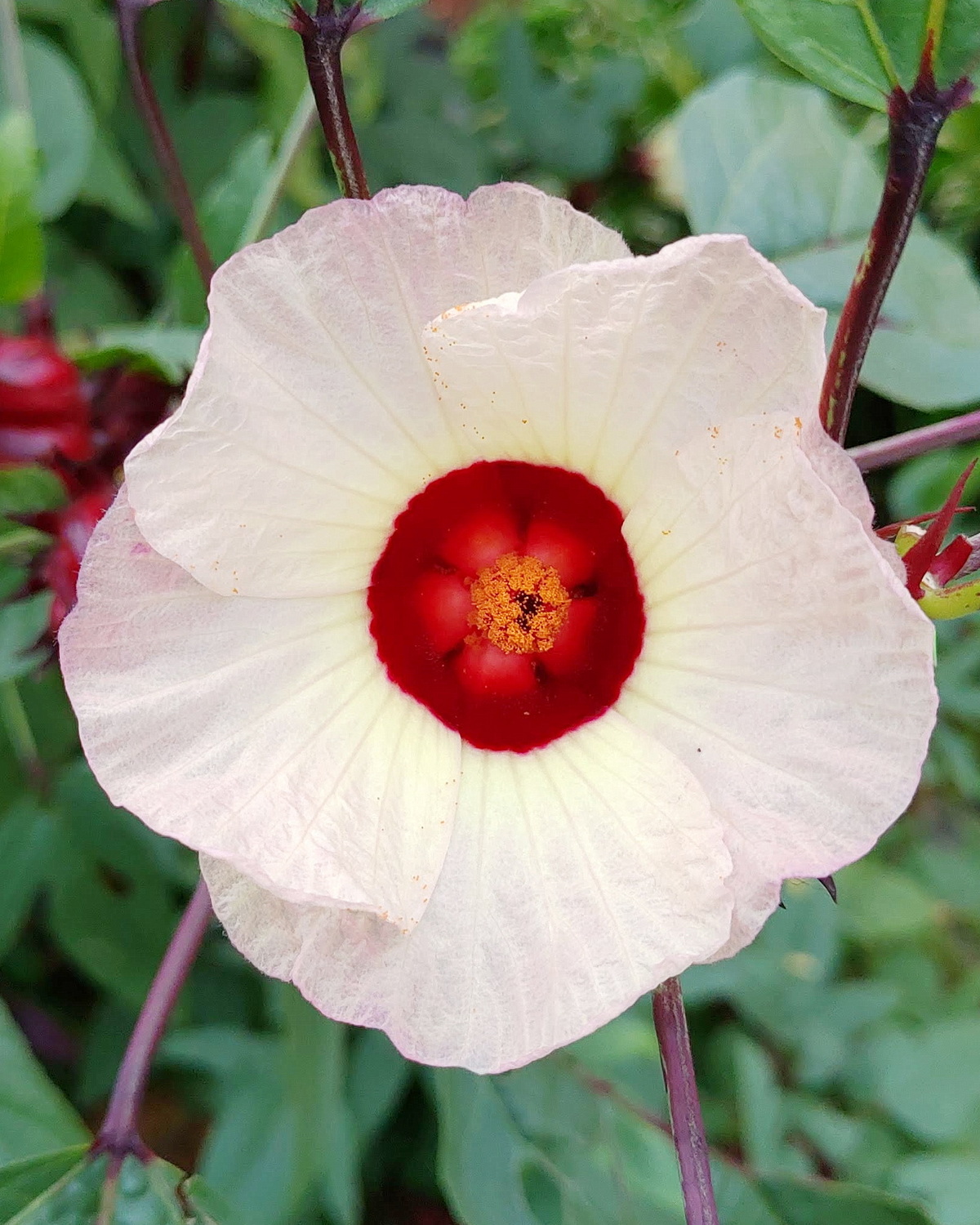 𝘏𝘪𝘣𝘪𝘴𝘤𝘶𝘴 𝘴𝘢𝘣𝘥𝘢𝘳𝘪𝘧𝘧𝘢 洛神葵