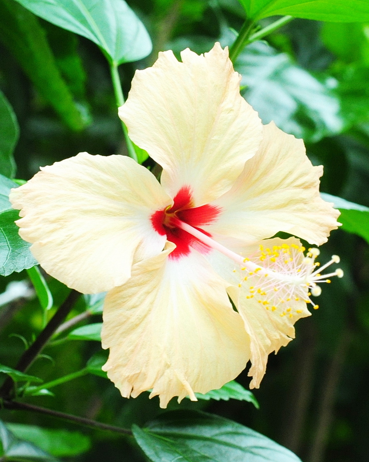 Hibiscus 'Sprinkle Rain'
