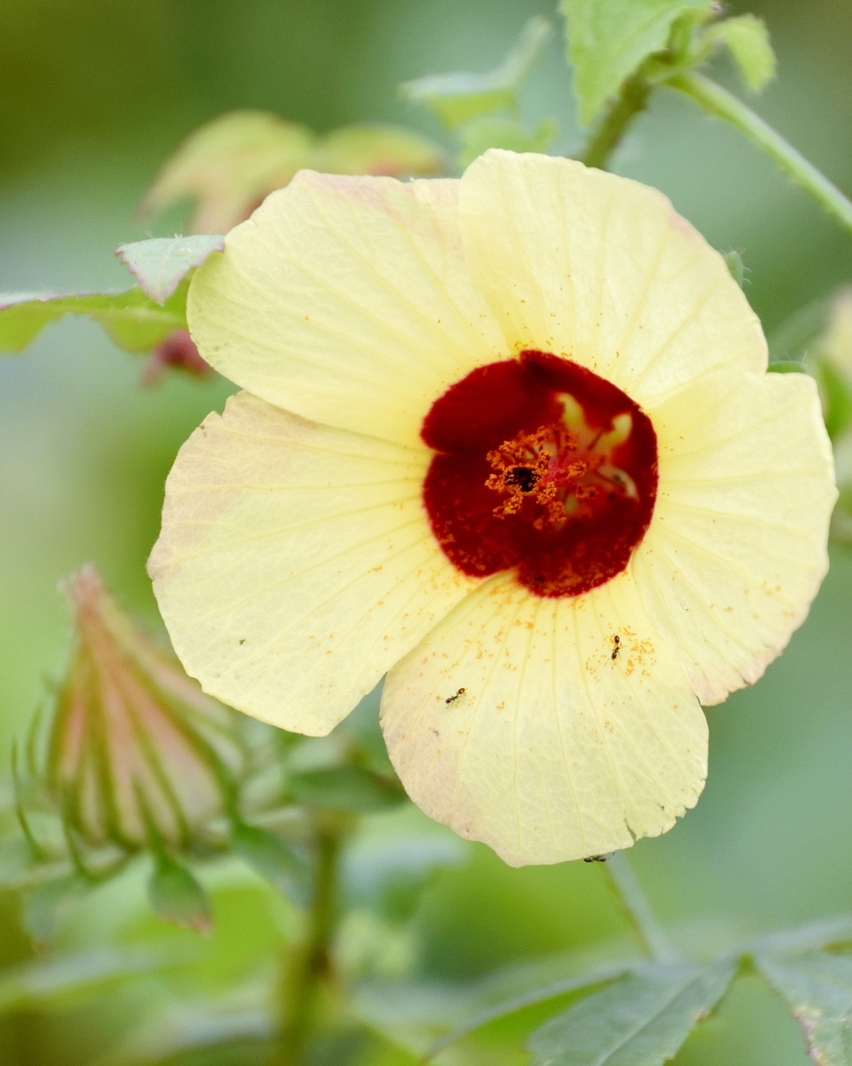 𝘏𝘪𝘣𝘪𝘴𝘤𝘶𝘴 𝘴𝘶𝘳𝘢𝘵𝘵𝘦𝘯𝘴𝘪𝘴 刺芙蓉