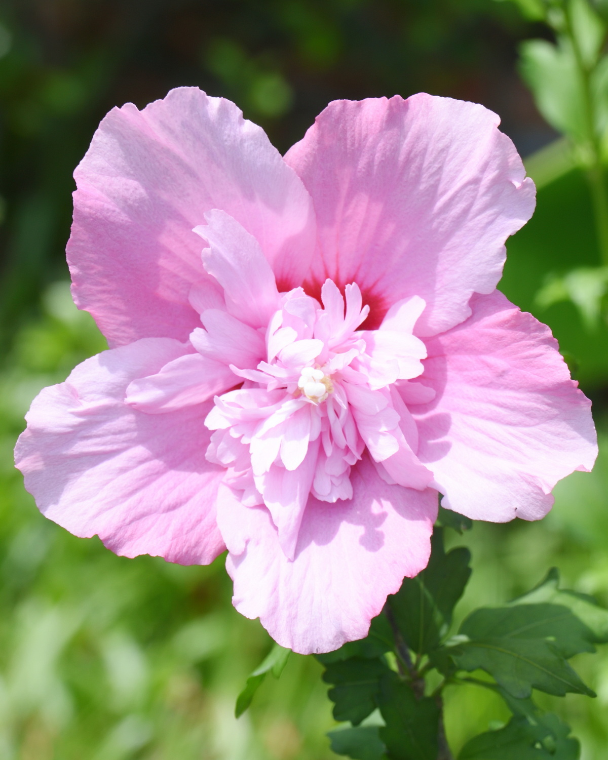 𝘏𝘪𝘣𝘪𝘴𝘤𝘶𝘴 𝘴𝘺𝘳𝘪𝘢𝘤𝘶𝘴 ‘Pink Chiffon’ 粉紅雪紡木槿