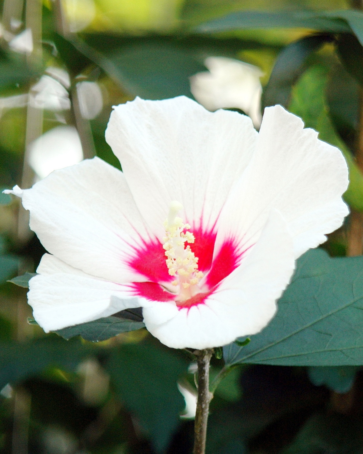 𝘏𝘪𝘣𝘪𝘴𝘤𝘶𝘴 𝘴𝘺𝘳𝘪𝘢𝘤𝘶𝘴 ‘Red Heart’ 紅心木槿