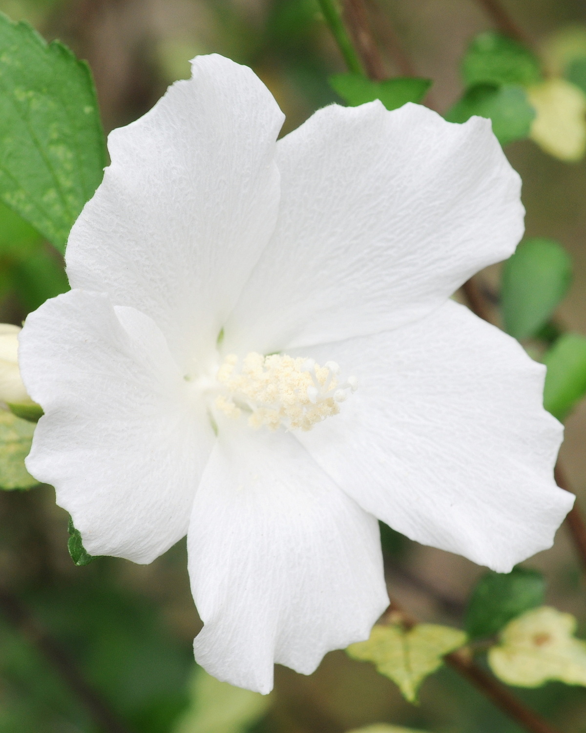Hibiscus syriacus 'Totus Alba'