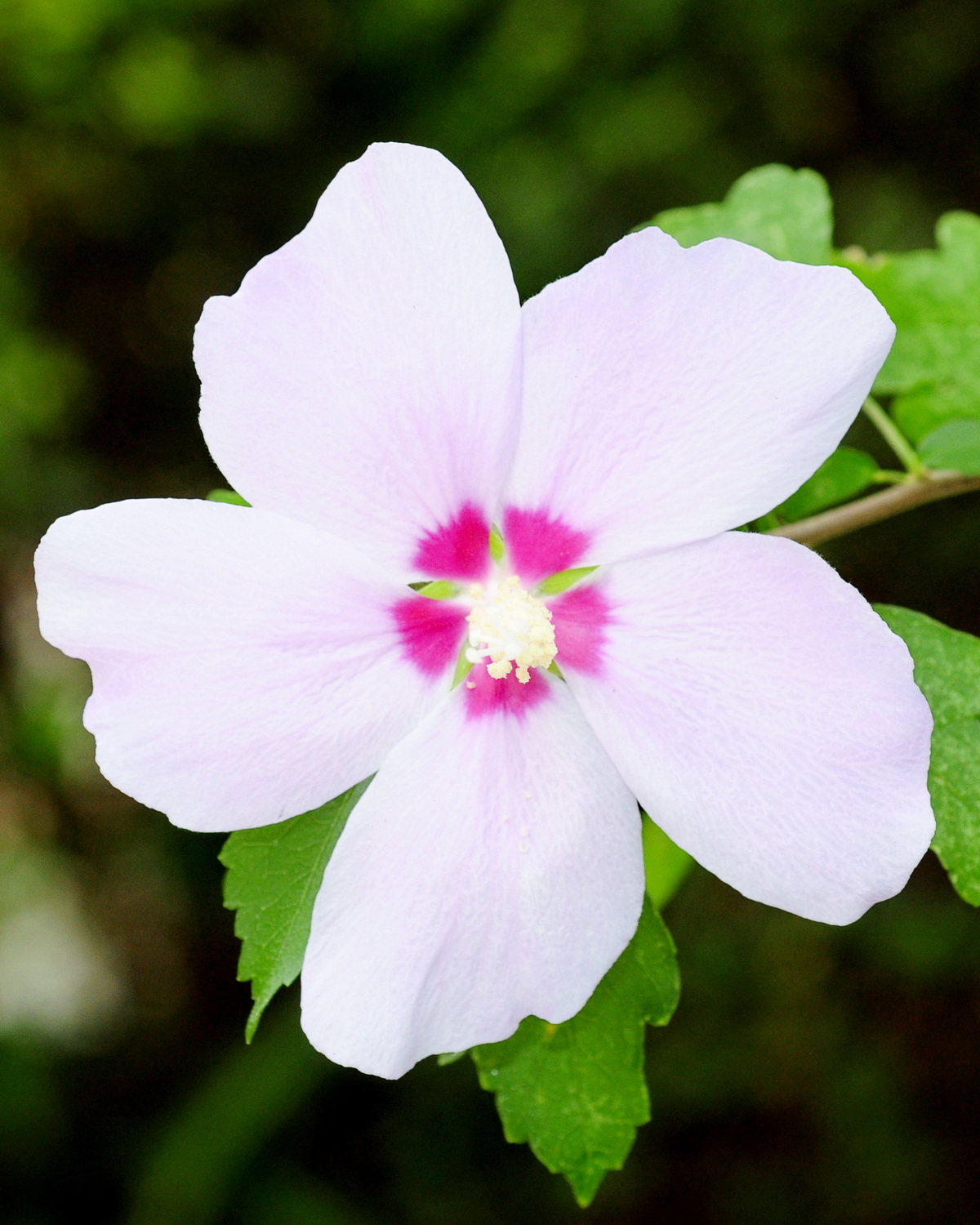 𝘏𝘪𝘣𝘪𝘴𝘤𝘶𝘴 𝘴𝘺𝘳𝘪𝘢𝘤𝘶𝘴 木槿