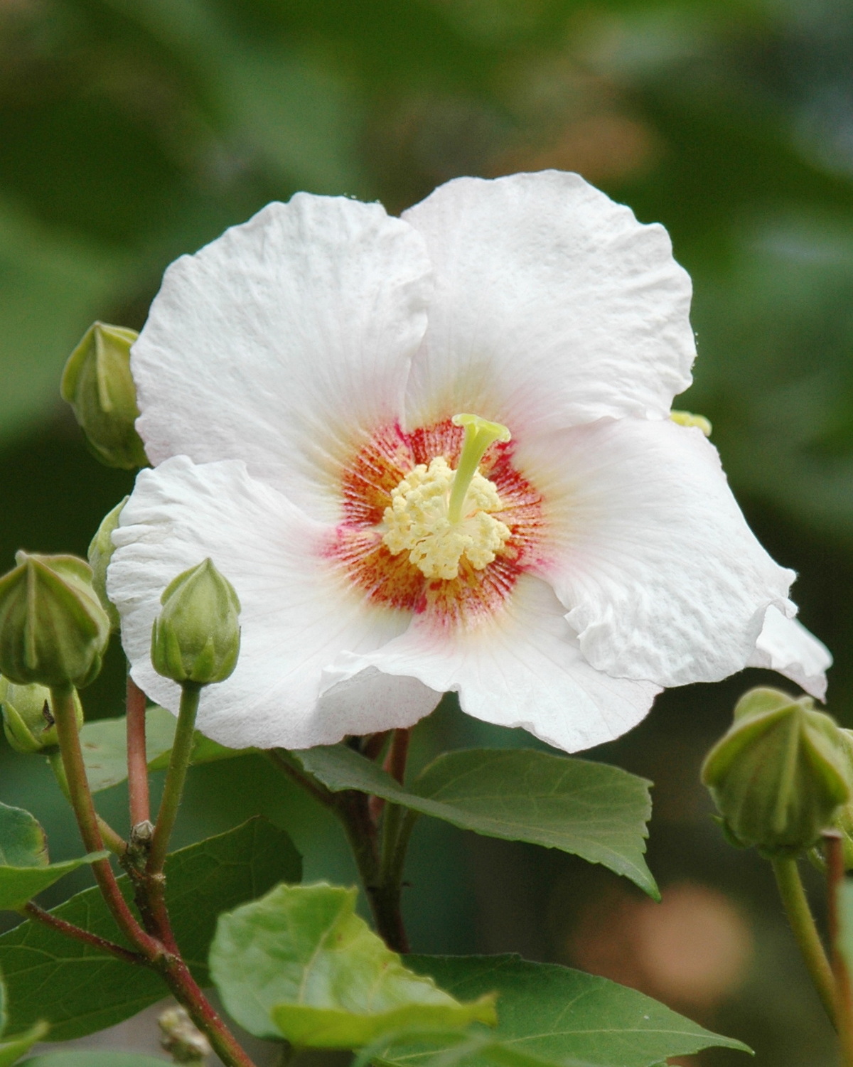 𝘏𝘪𝘣𝘪𝘴𝘤𝘶𝘴 𝘵𝘢𝘪𝘸𝘢𝘯𝘦𝘯𝘴𝘪𝘴 山芙蓉