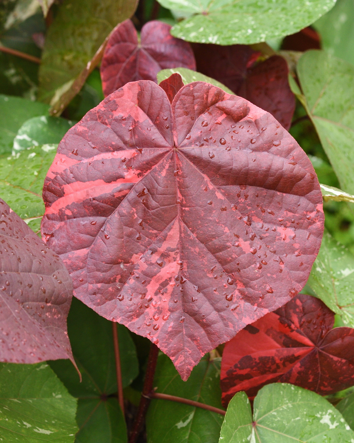 𝘏𝘪𝘣𝘪𝘴𝘤𝘶𝘴 𝘵𝘪𝘭𝘪𝘢𝘤𝘦𝘶𝘴 ‘Variegata’ 斑葉黃槿