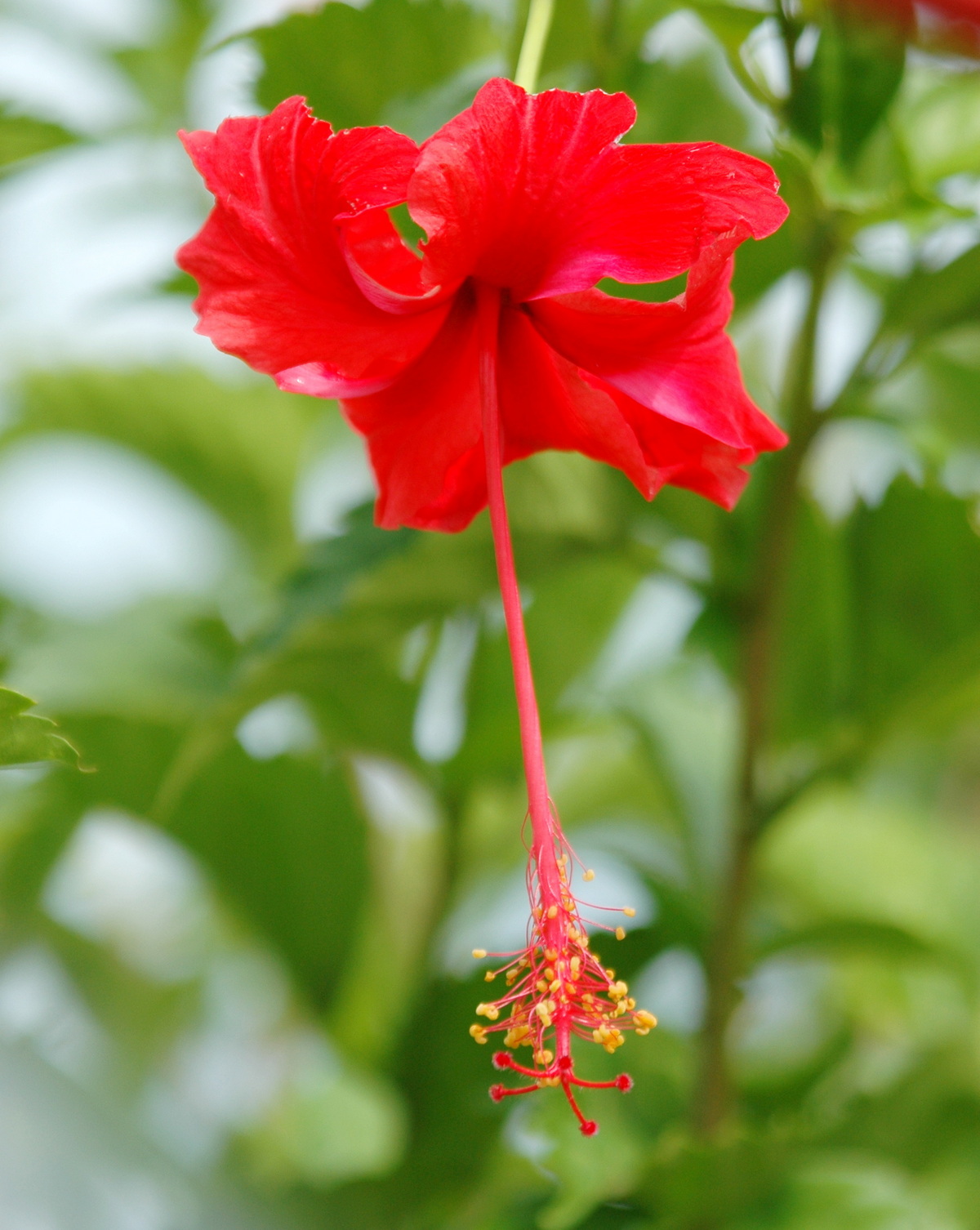 𝘏𝘪𝘣𝘪𝘴𝘤𝘶𝘴 × 𝘢𝘳𝘤𝘩𝘦𝘳𝘪