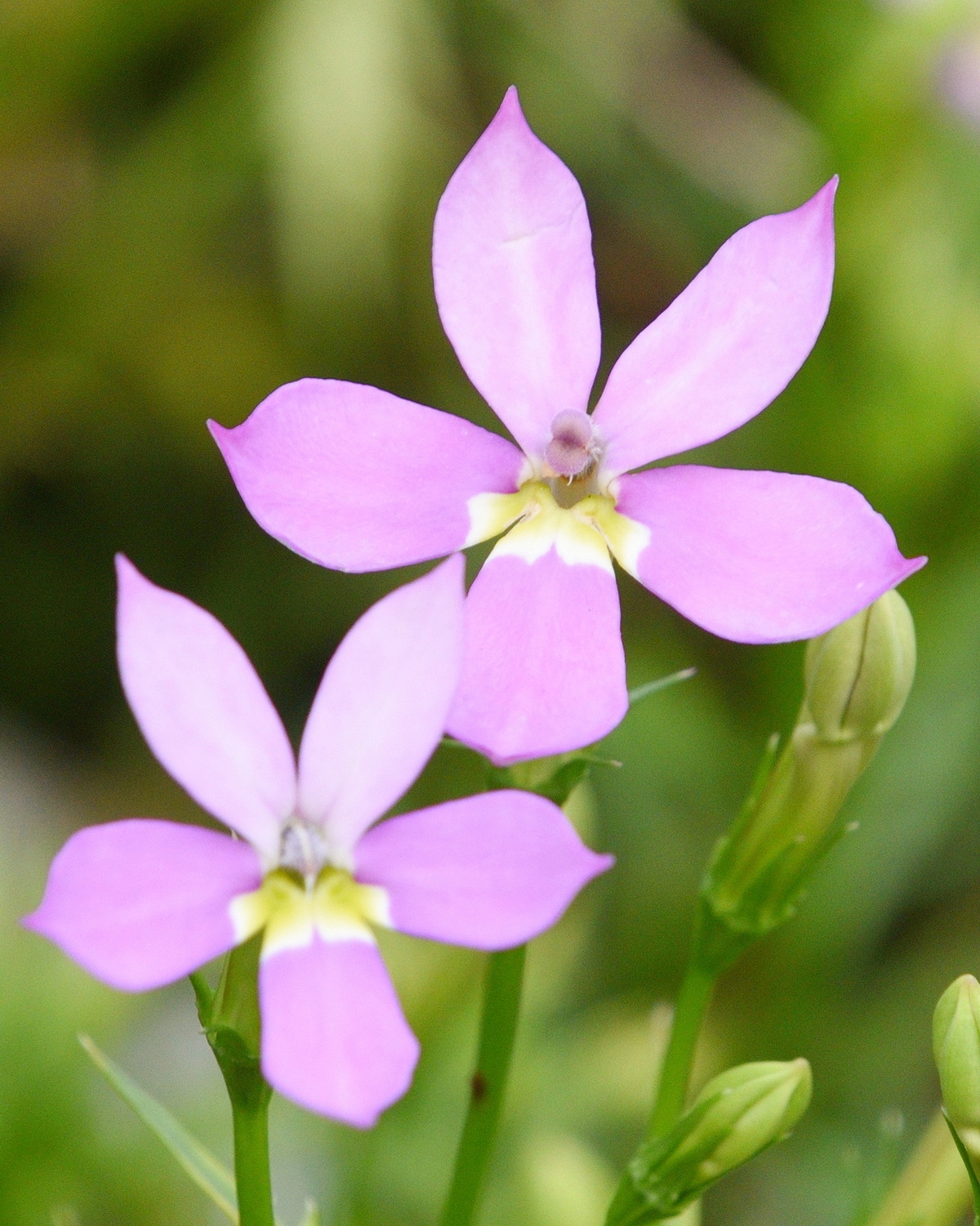 𝘓𝘪𝘵𝘩𝘰𝘵𝘰𝘮𝘢 hybrid 寬瓣流星花