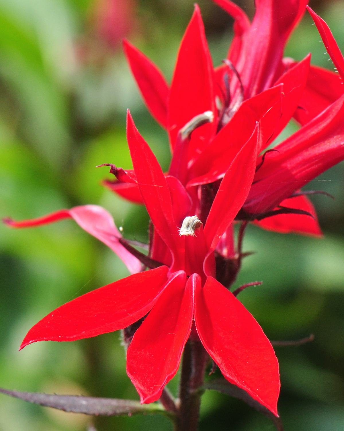 𝘓𝘰𝘣𝘦𝘭𝘪𝘢 × 𝘴𝘱𝘦𝘤𝘪𝘰𝘴𝘢 華麗六倍利