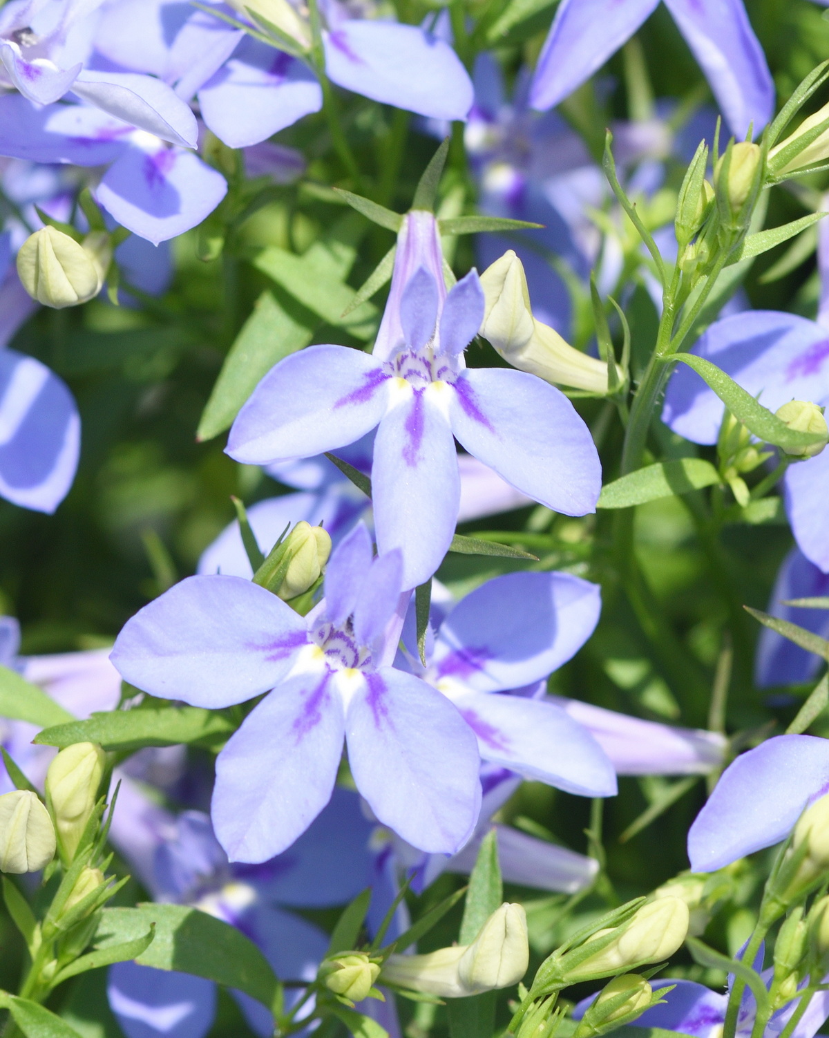 𝘓𝘰𝘣𝘦𝘭𝘪𝘢 𝘦𝘳𝘪𝘯𝘶𝘴 Hot®Series 熱舞六倍利