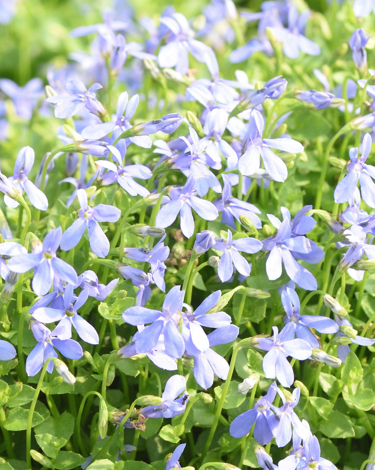 Lobelia membranacea
