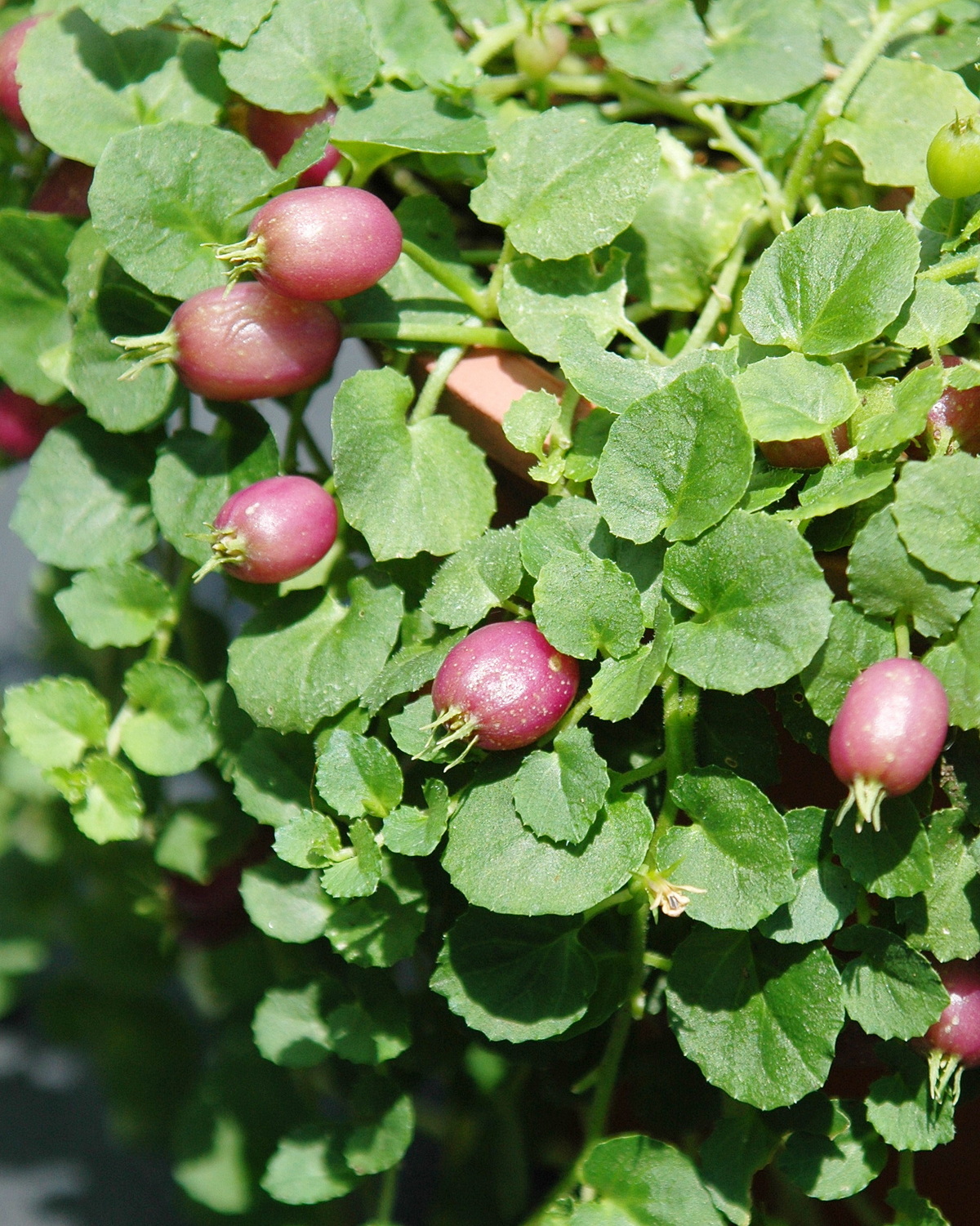 𝘓𝘰𝘣𝘦𝘭𝘪𝘢 𝘯𝘶𝘮𝘮𝘶𝘭𝘢𝘳𝘪𝘢 普拉特草