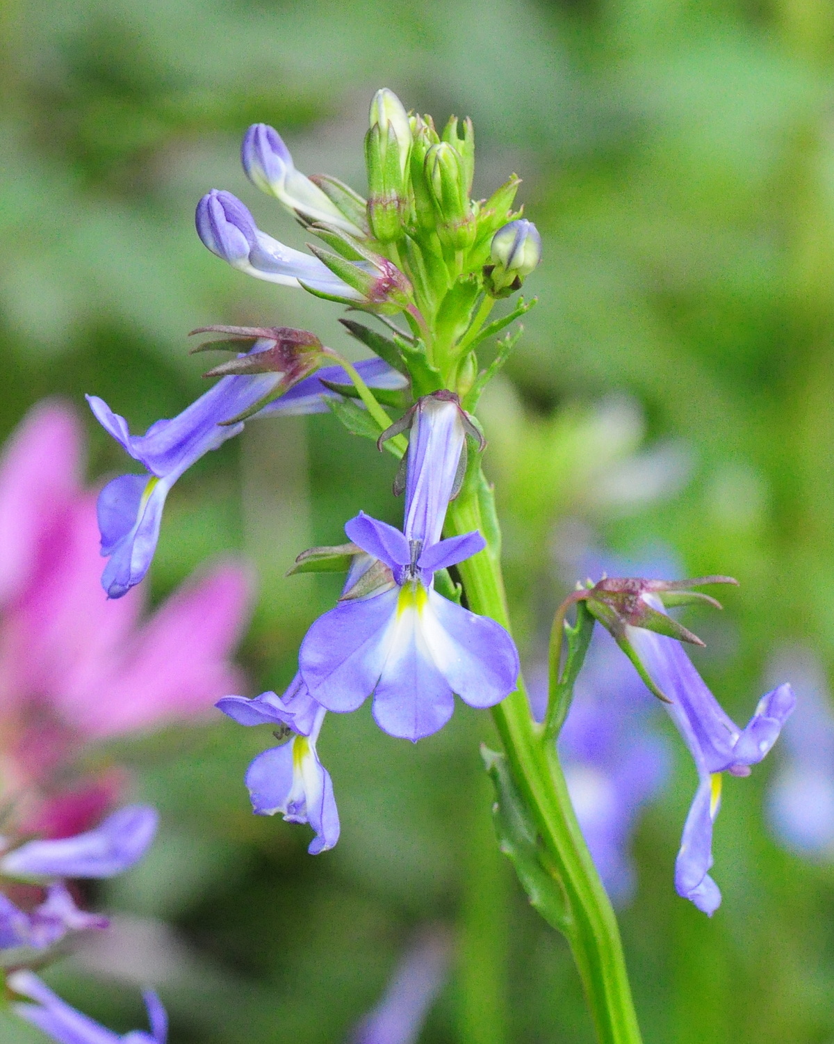 𝘓𝘰𝘣𝘦𝘭𝘪𝘢 𝘷𝘢𝘭𝘪𝘥𝘢 強壯山梗菜