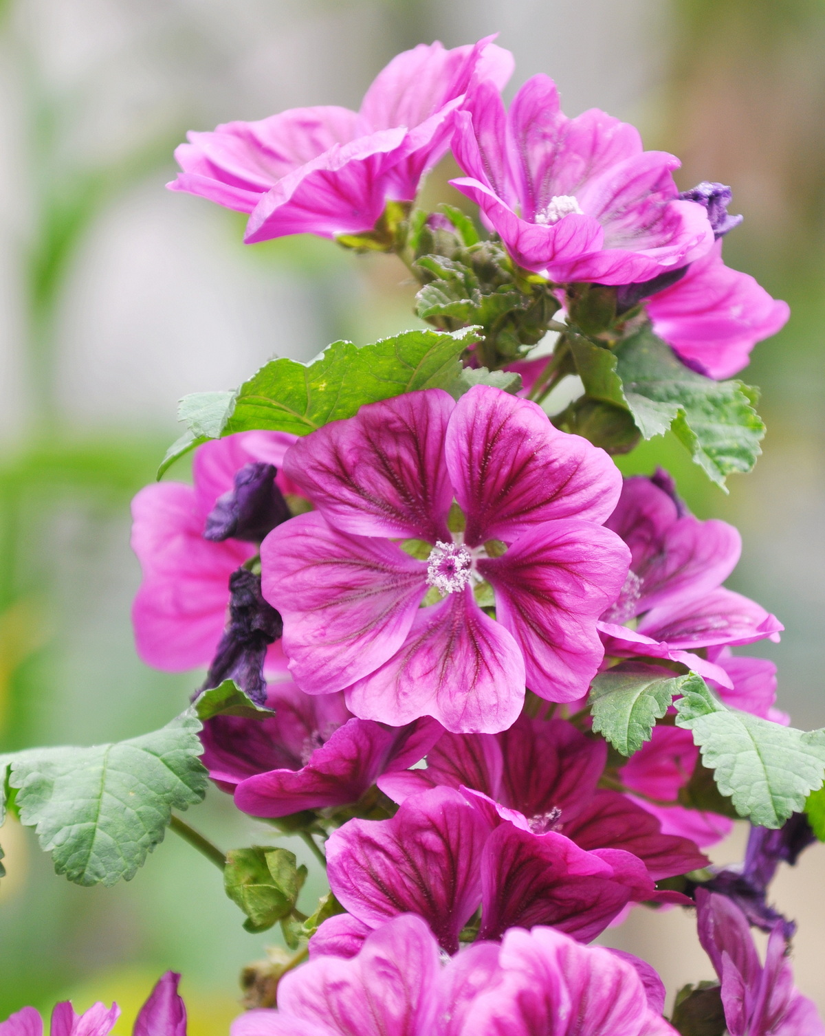 𝘔𝘢𝘭𝘷𝘢 𝘴𝘺𝘭𝘷𝘦𝘴𝘵𝘳𝘪𝘴 歐錦葵