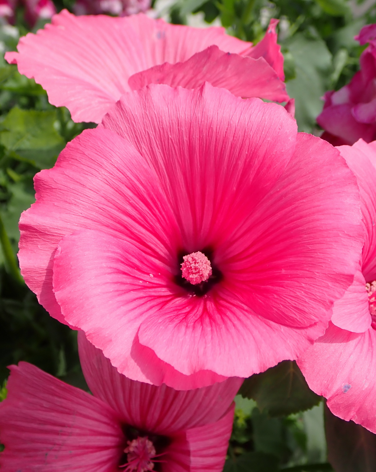 𝘔𝘢𝘭𝘷𝘢 𝘵𝘳𝘪𝘮𝘦𝘴𝘵𝘳𝘪𝘴 花葵