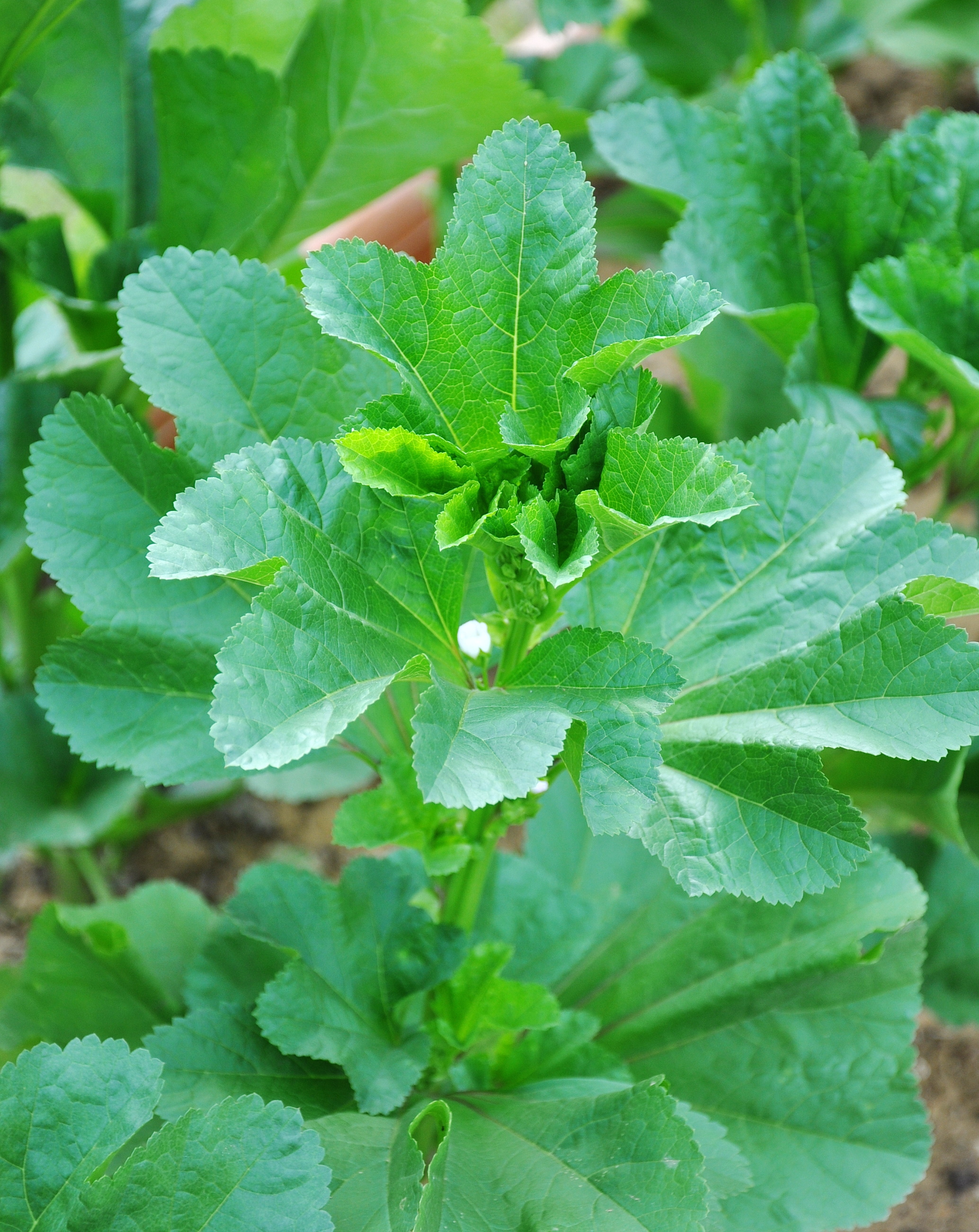 𝘔𝘢𝘭𝘷𝘢 𝘷𝘦𝘳𝘵𝘪𝘤𝘪𝘭𝘭𝘢𝘵𝘢 野葵