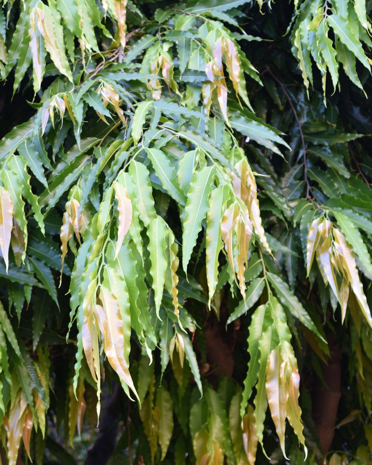 𝘔𝘰𝘯𝘰𝘰𝘯 𝘭𝘰𝘯𝘨𝘪𝘧𝘰𝘭𝘪𝘶𝘮 印度塔樹