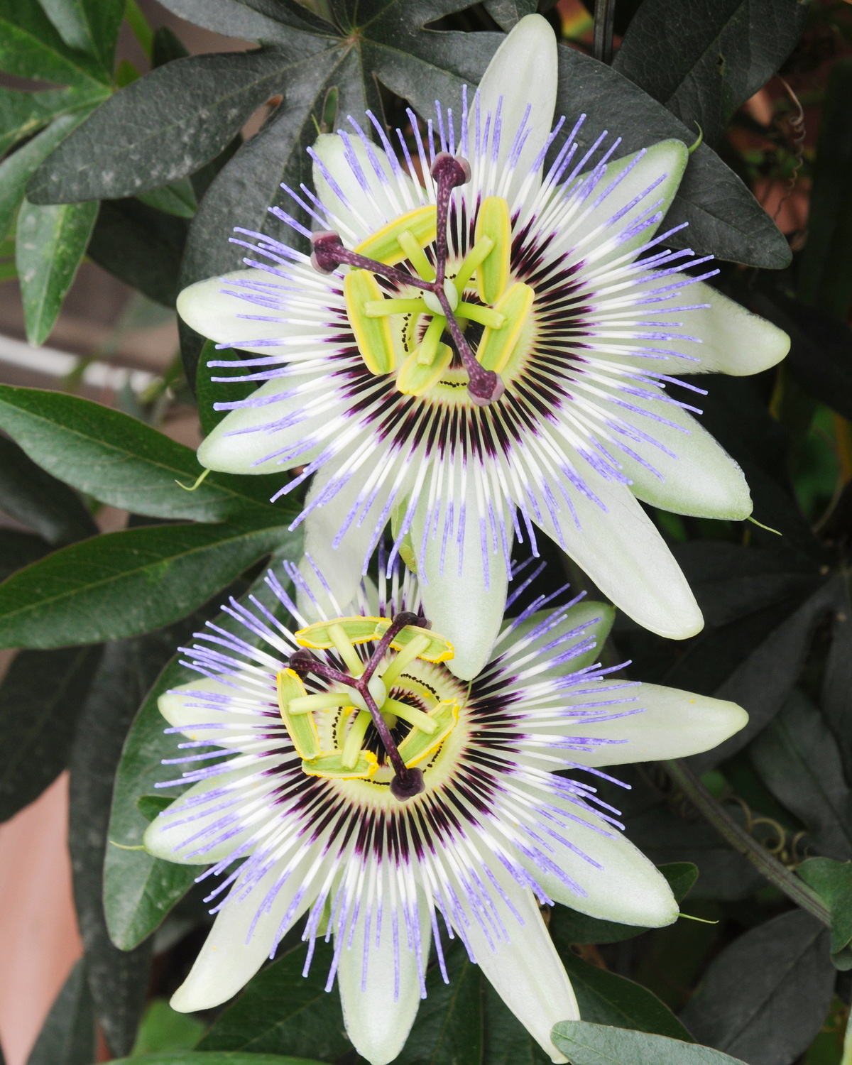 Passiflora caerulea