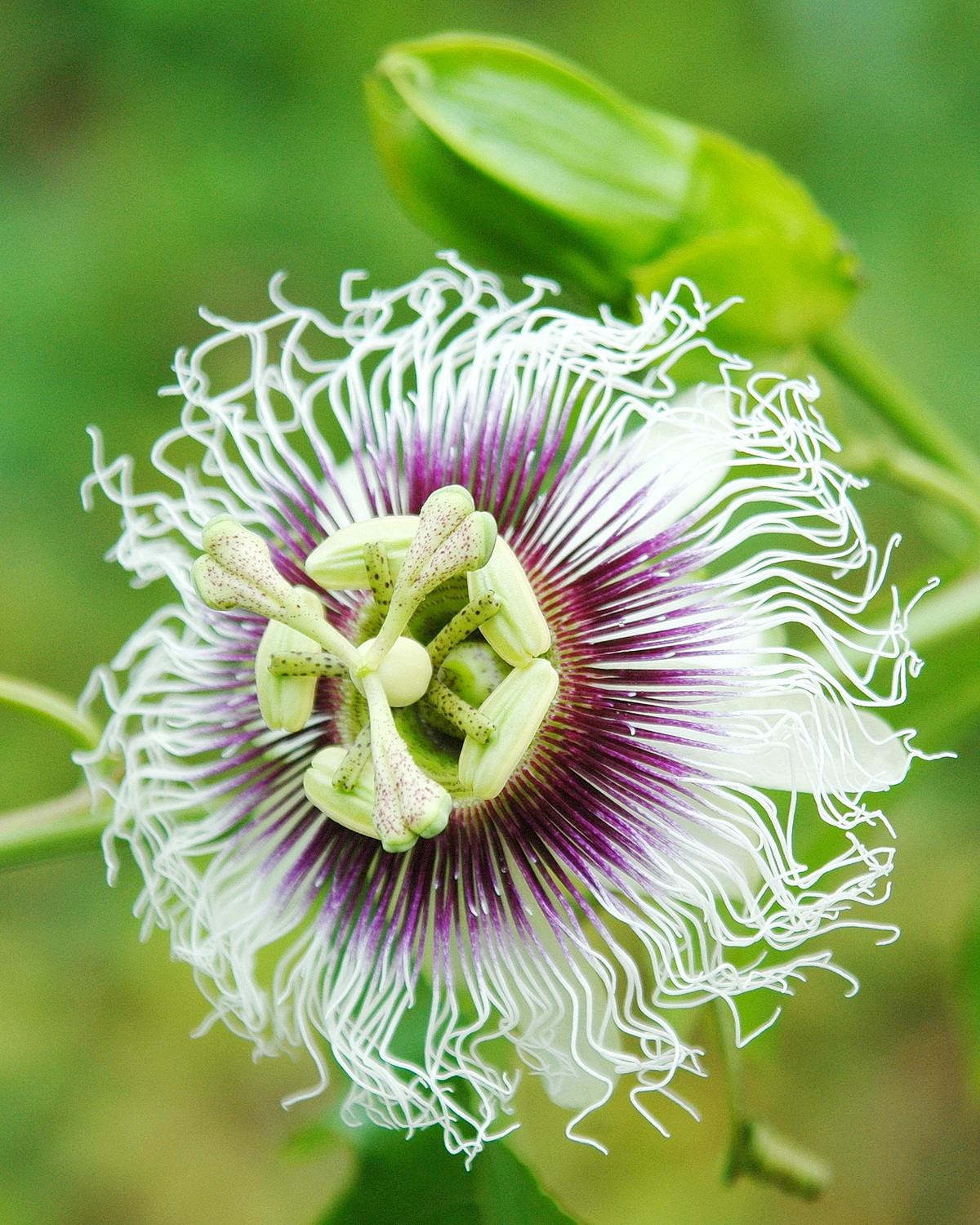 Passiflora edulis