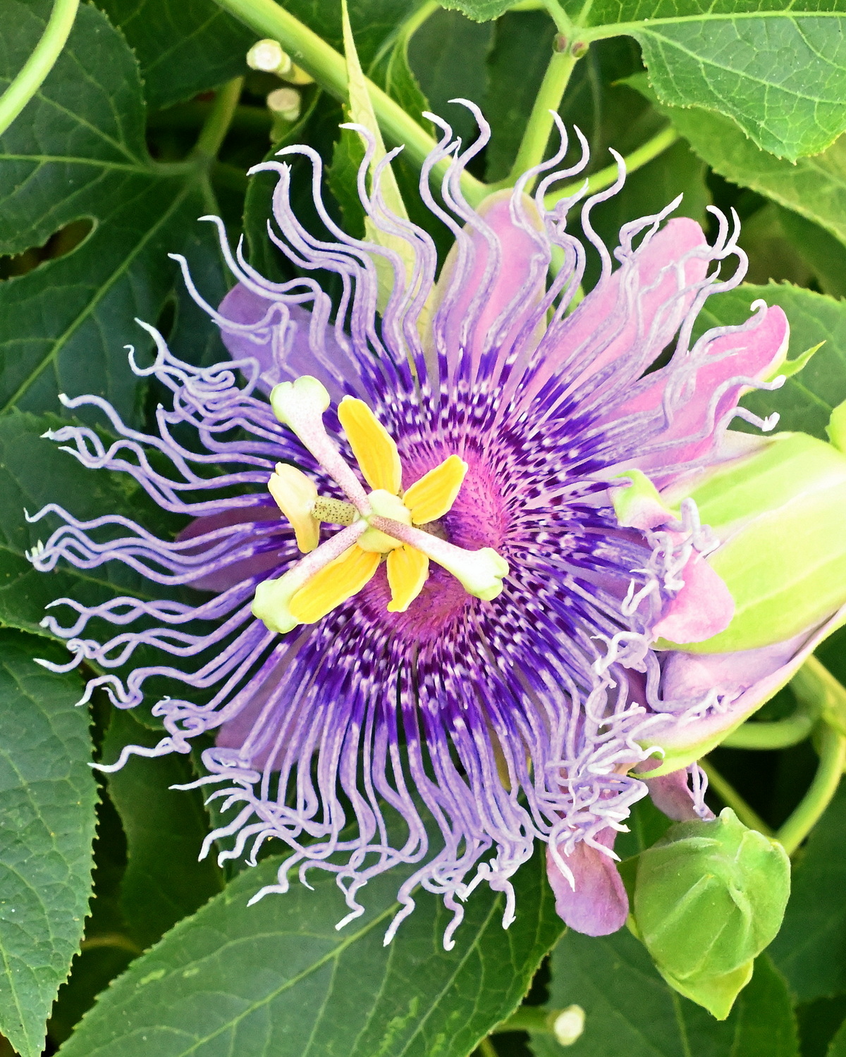 Passiflora incarnata