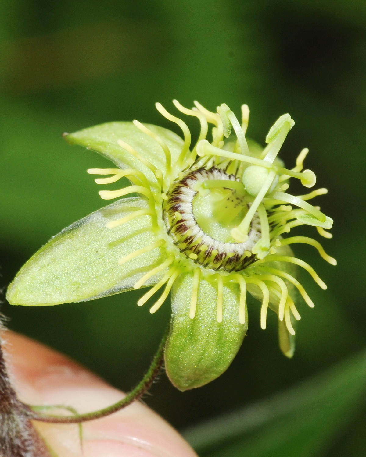 Passiflora suberosa