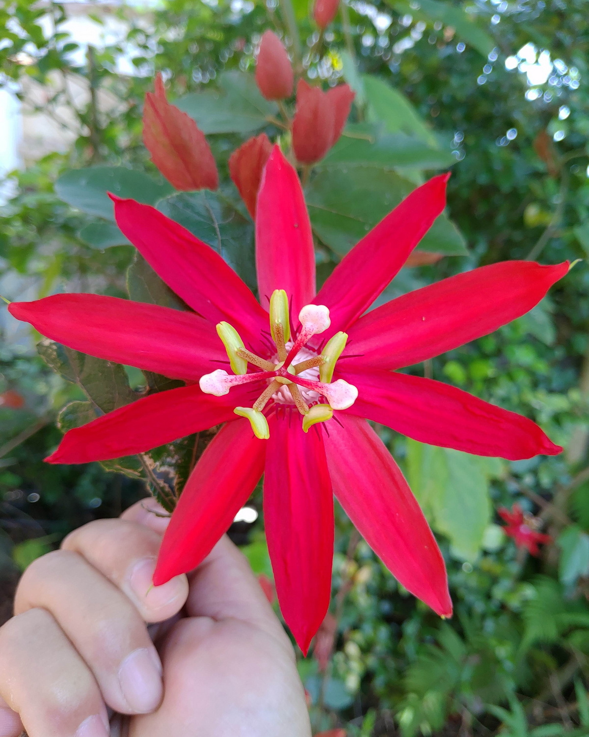 Passiflora vitifolia