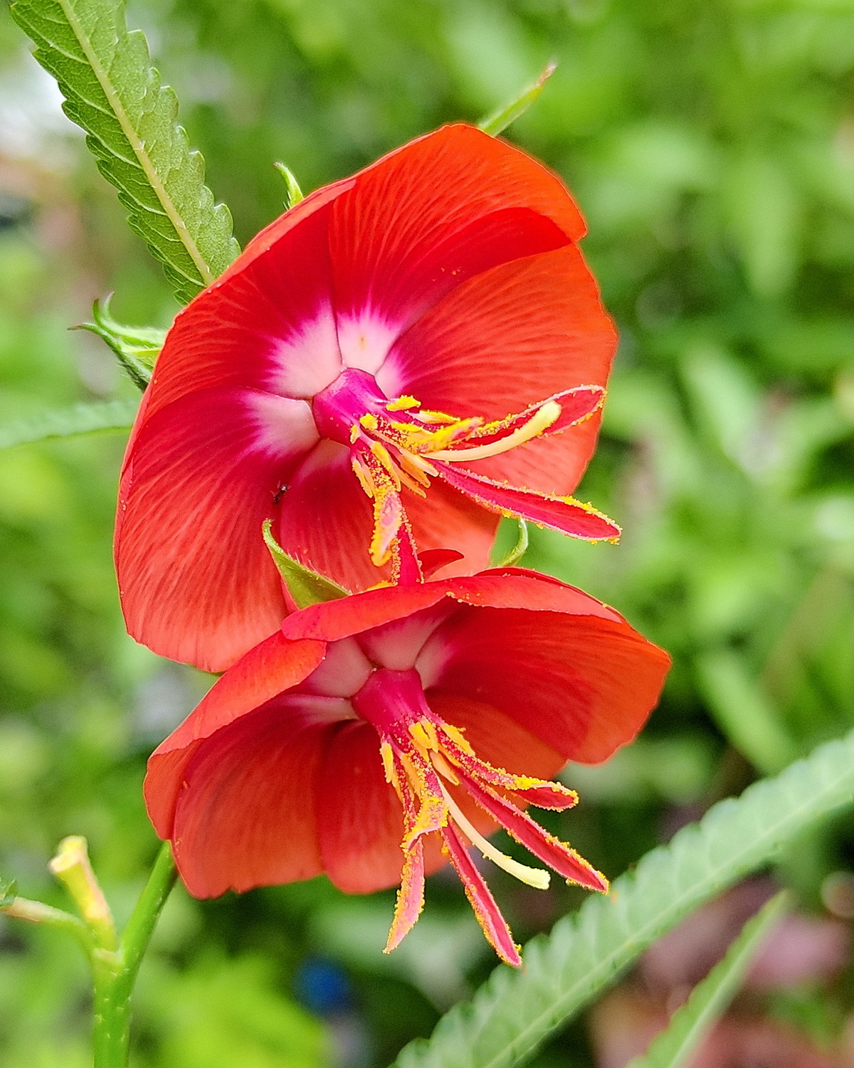 𝘗𝘦𝘯𝘵𝘢𝘱𝘦𝘵𝘦𝘴 𝘱𝘩𝘰𝘦𝘯𝘪𝘤𝘦𝘢 夜落金錢