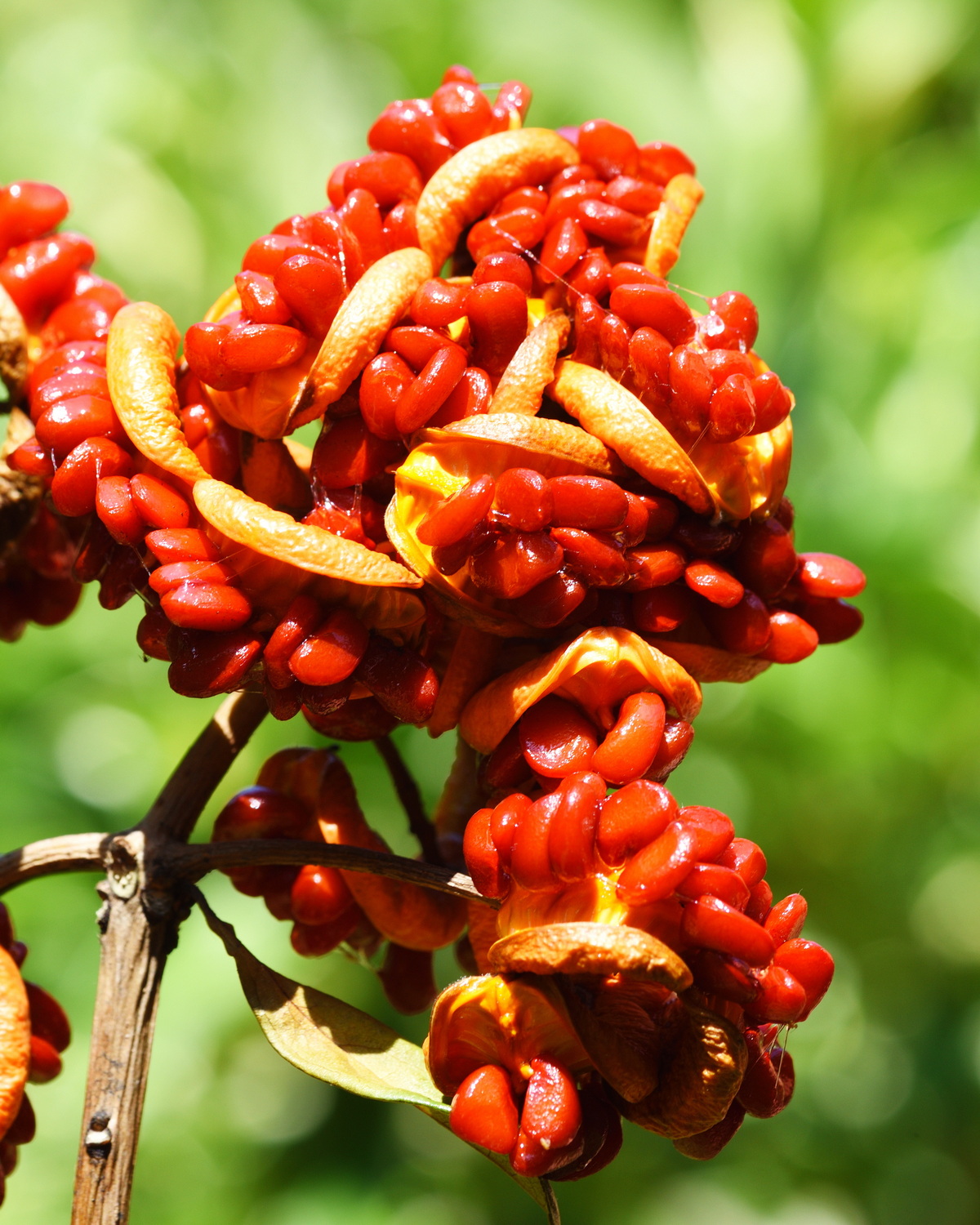 Pittosporum moluccanum