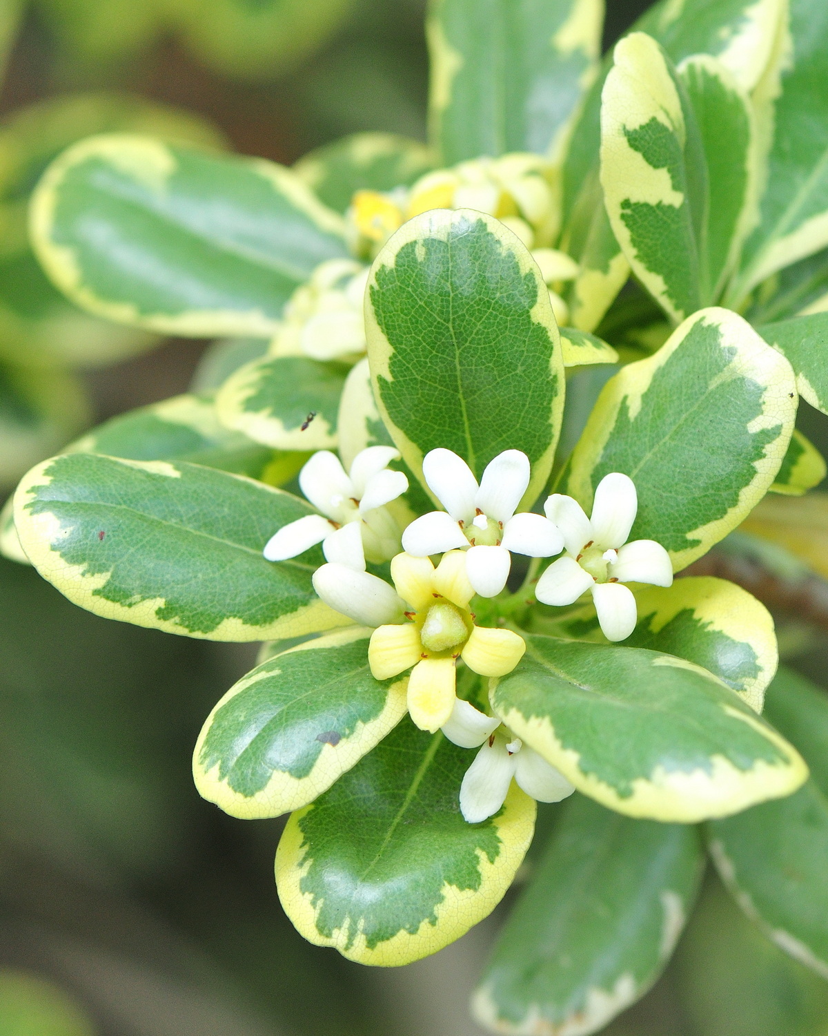 Pittosporum tobira 'Variegata'