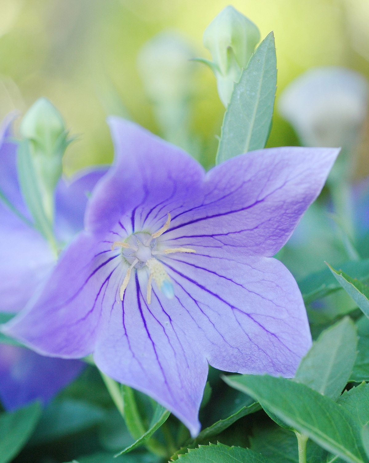 𝘗𝘭𝘢𝘵𝘺𝘤𝘰𝘥𝘰𝘯 𝘨𝘳𝘢𝘯𝘥𝘪𝘧𝘭𝘰𝘳𝘶𝘴 桔梗