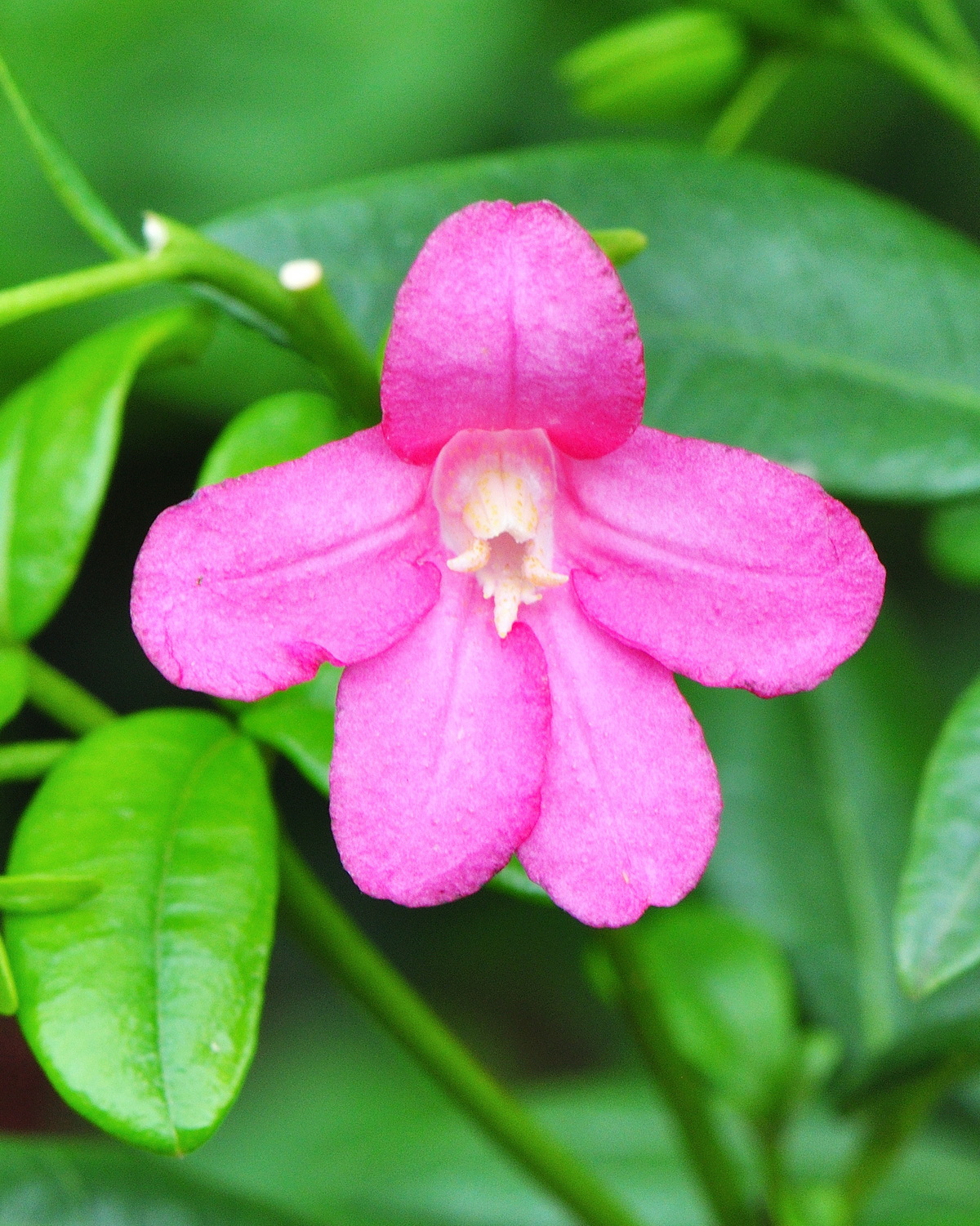 Ravenia spectabilis
