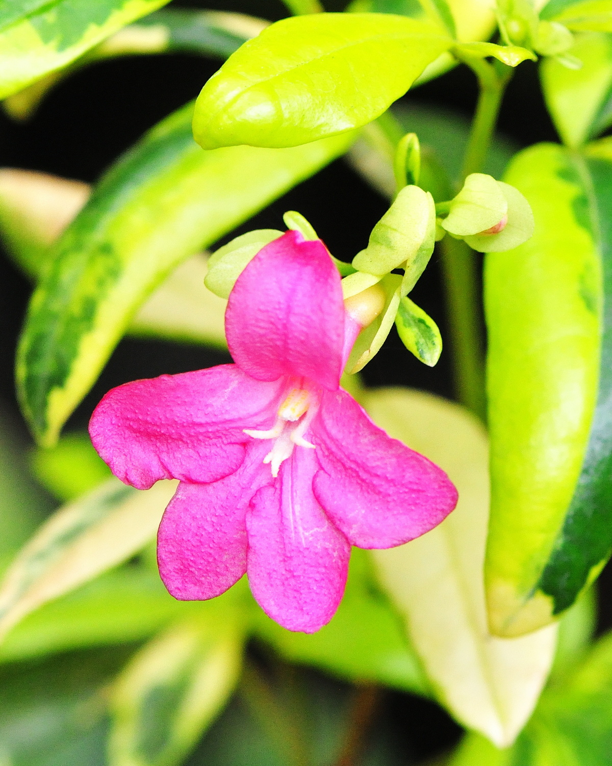 𝘙𝘢𝘷𝘦𝘯𝘪𝘢 𝘴𝘱𝘦𝘤𝘵𝘢𝘣𝘪𝘭𝘪𝘴 ‘Variegata’ 斑葉古巴拉文木