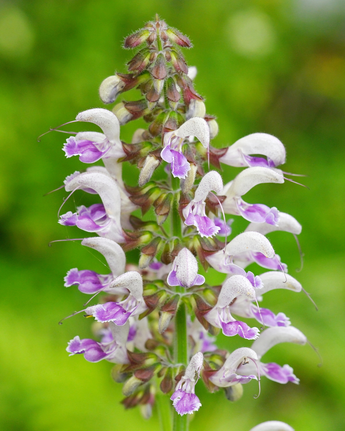 𝘚𝘢𝘭𝘷𝘪𝘢 𝘣𝘰𝘸𝘭𝘦𝘺𝘢𝘯𝘢 南丹參