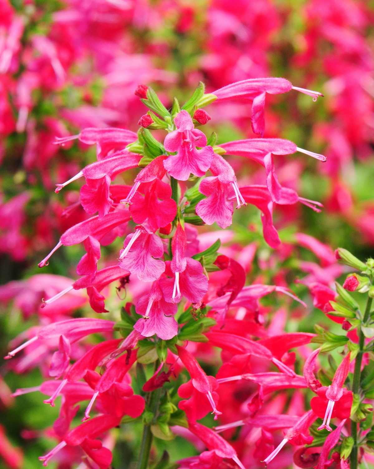 𝘚𝘢𝘭𝘷𝘪𝘢 𝘤𝘰𝘤𝘤𝘪𝘯𝘦𝘢 紅花鼠尾草