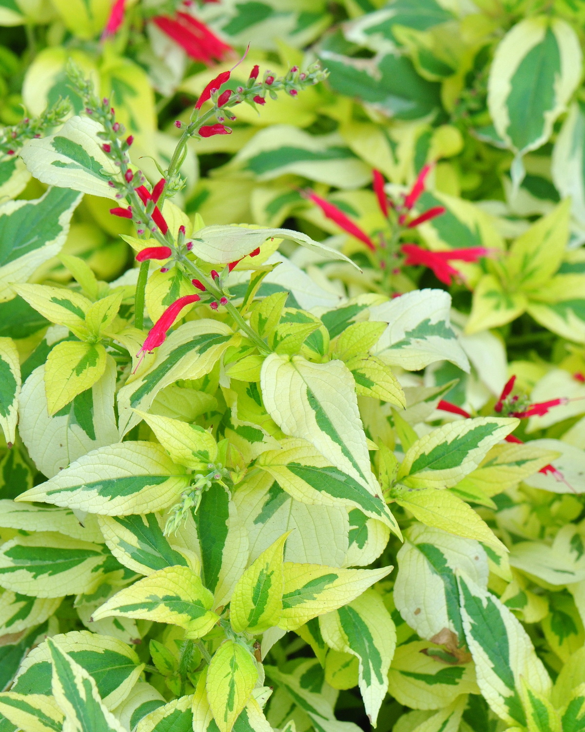 Salvia elegans ‘Scarlet Pineapple Variegata’