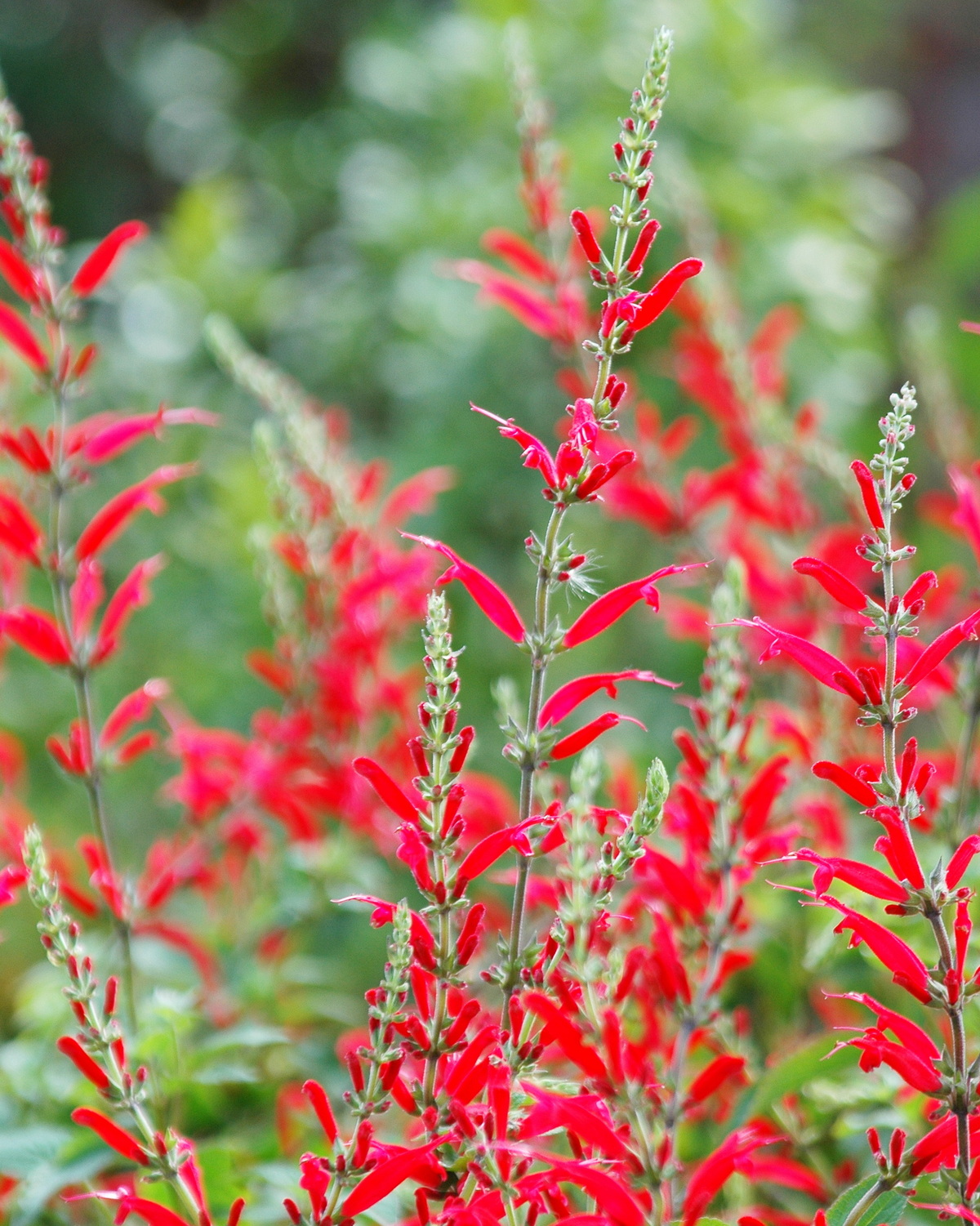 Salvia elegans ‘Scarlet Pineapple’